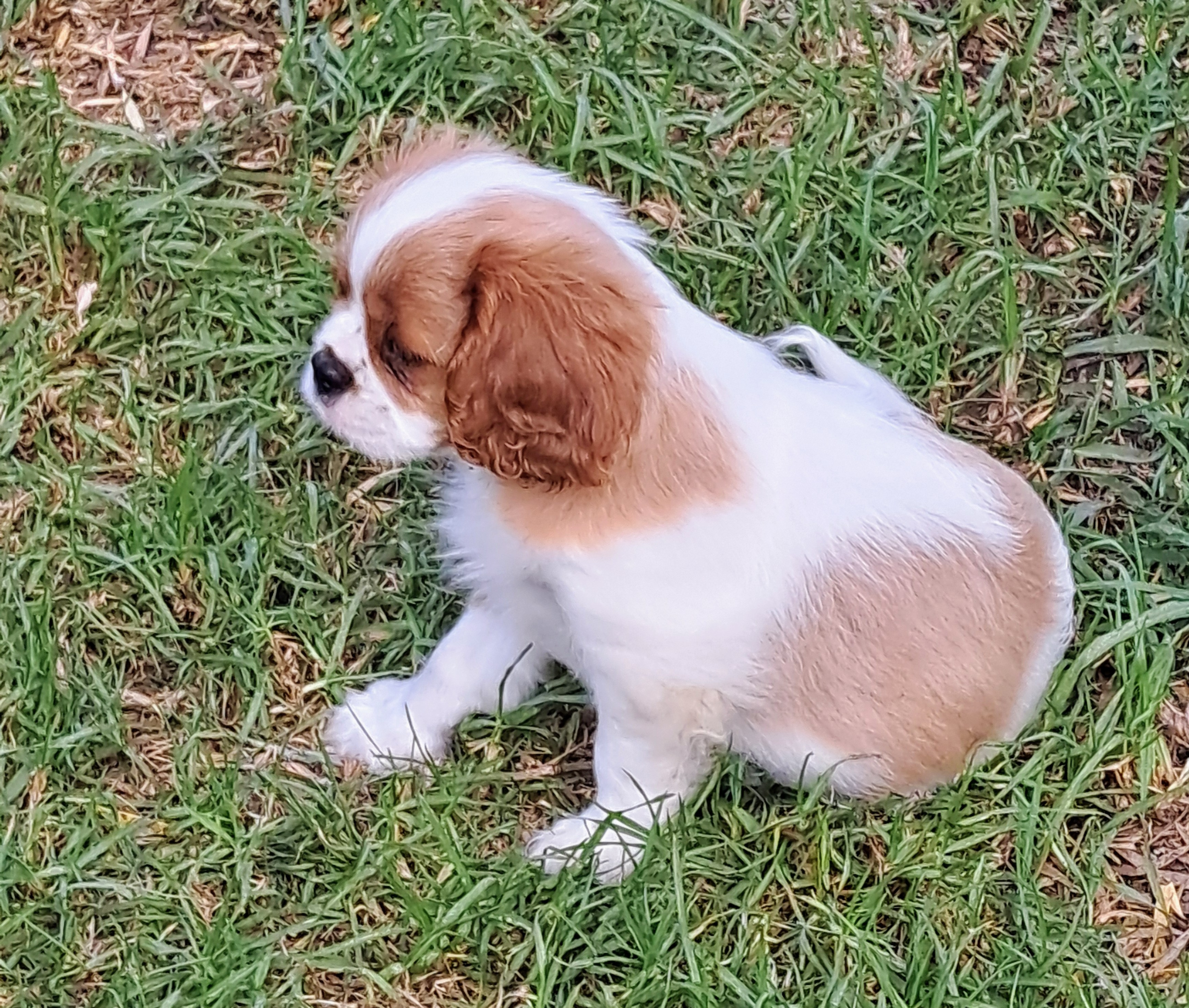 Dogs – Raymond Terrace