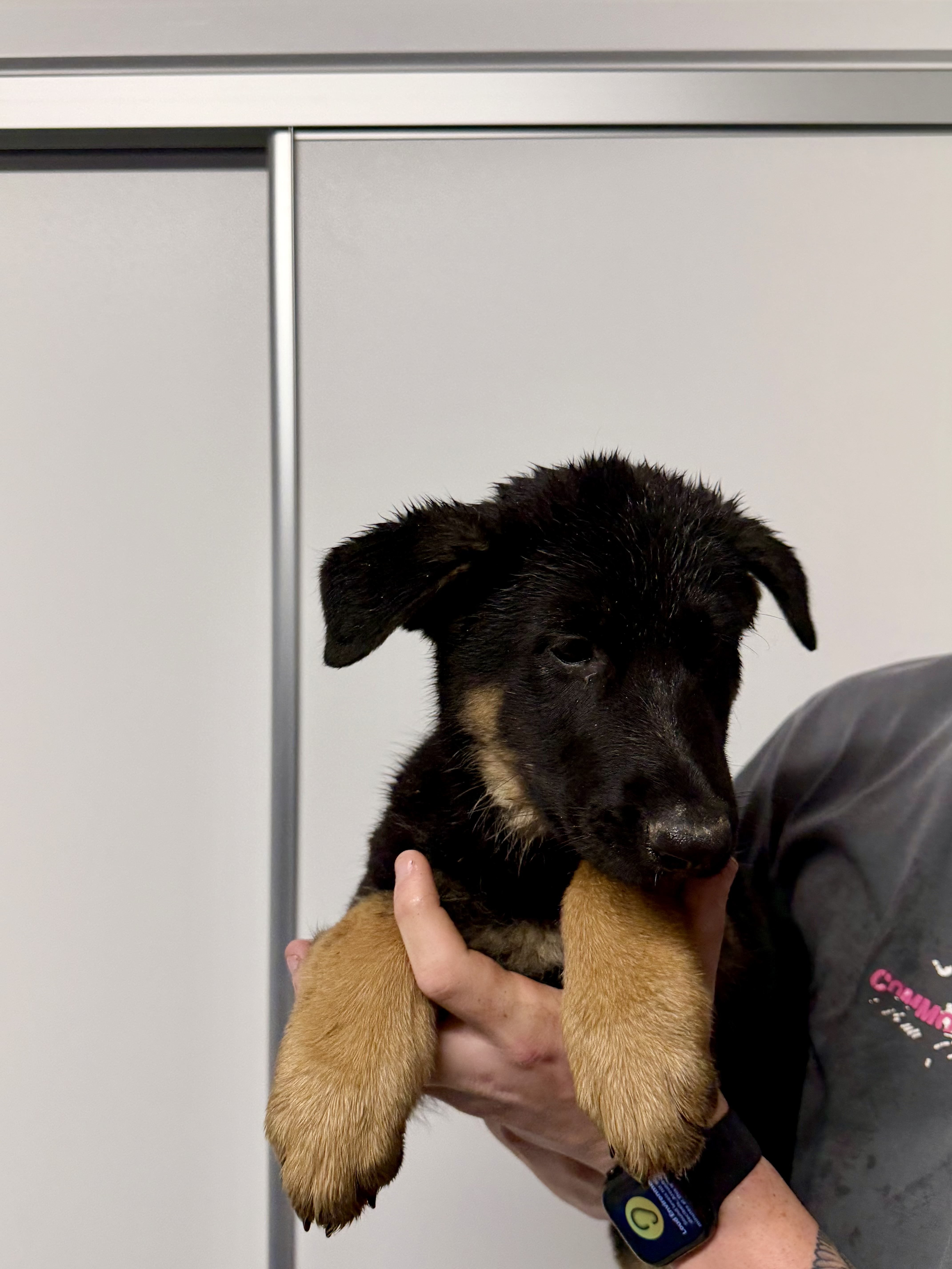 German Shepherd – Banya