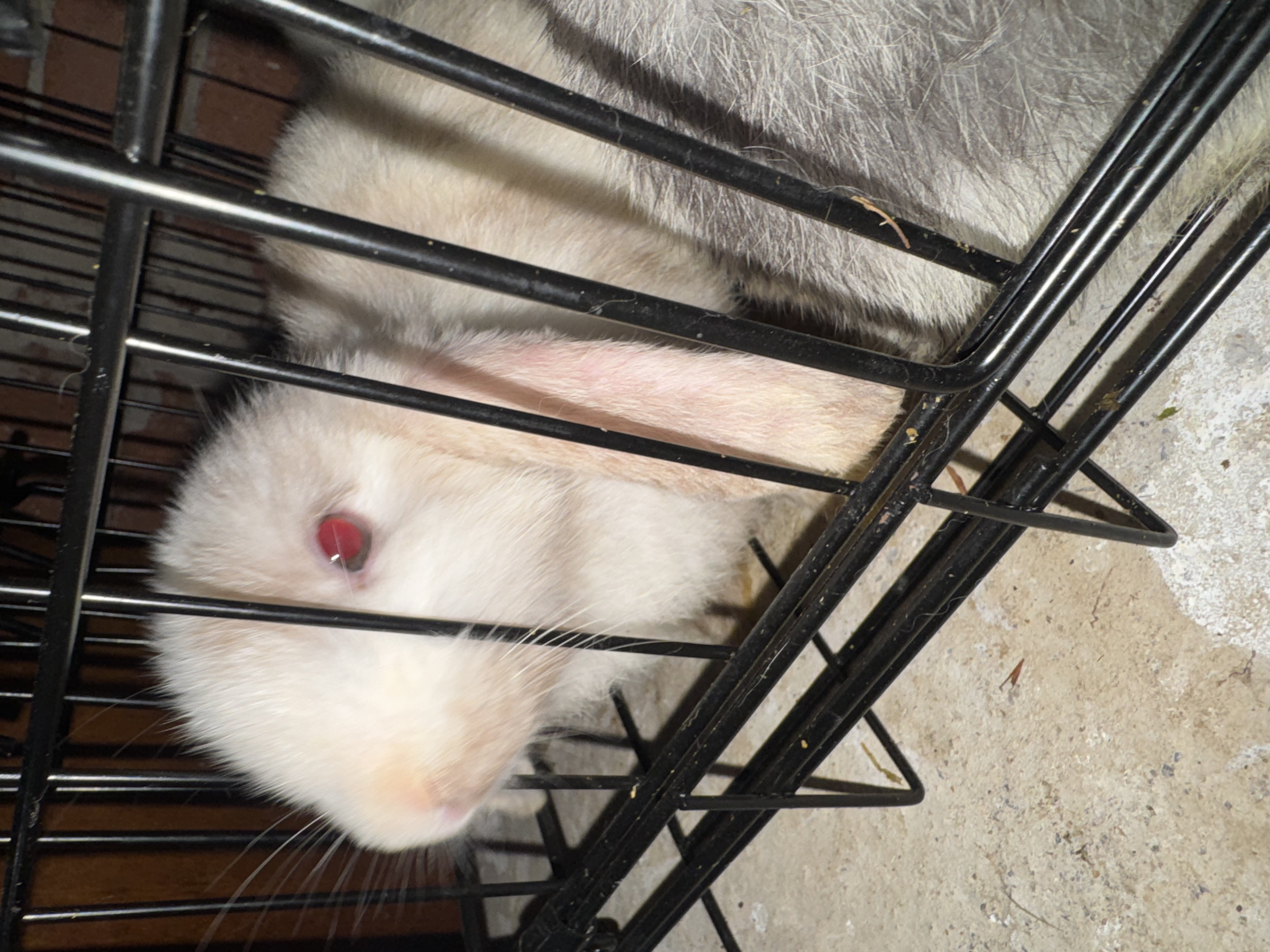 Rabbit – Glen Alpine