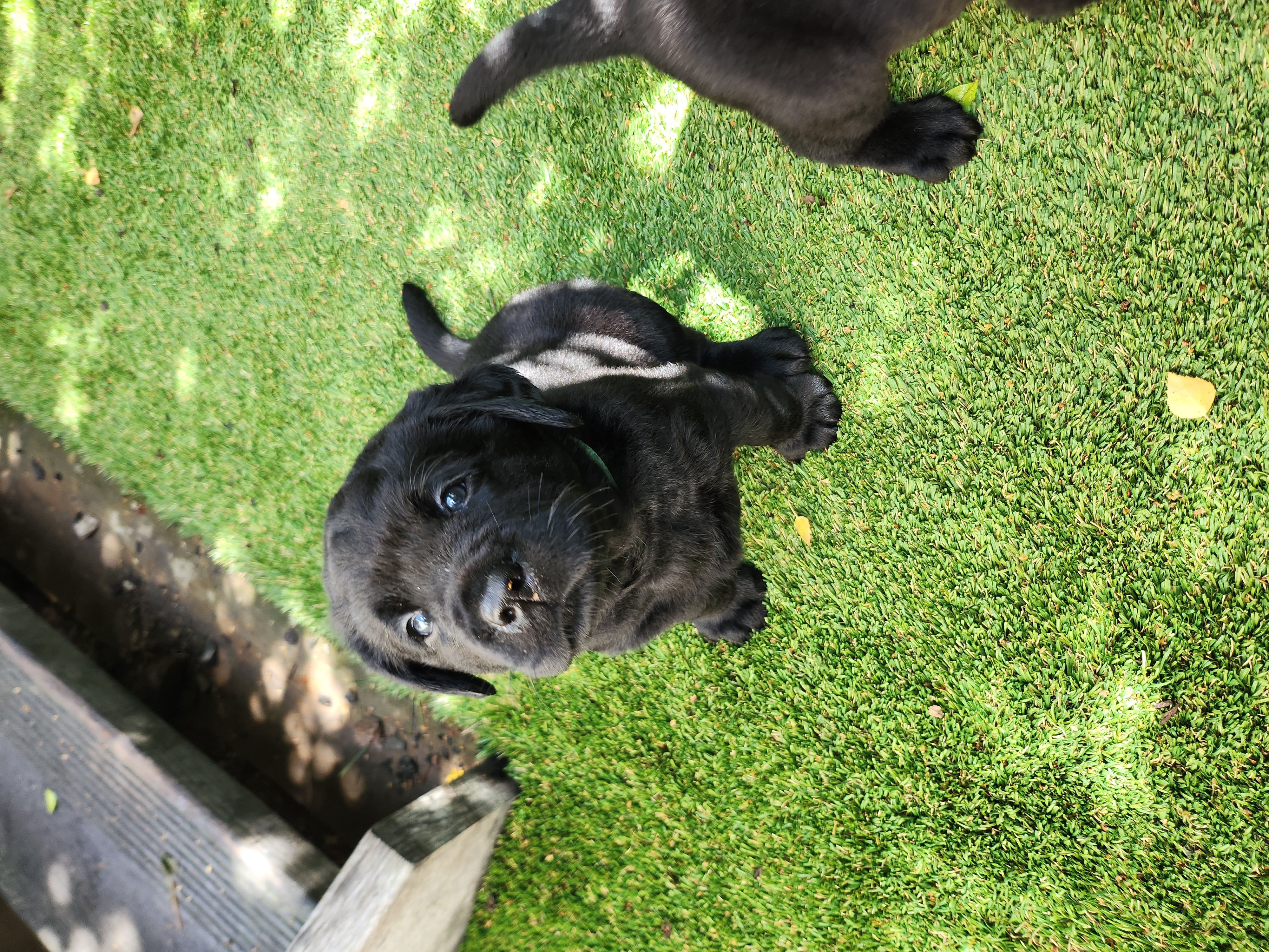 Labrador Retriever – Hawthorn East