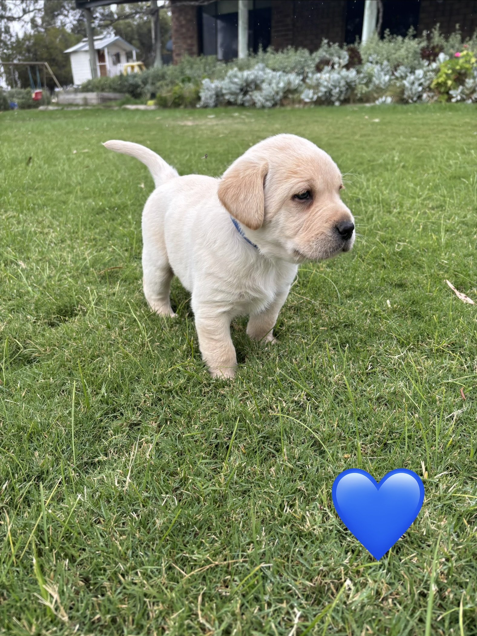 Labrador Retriever – Keith