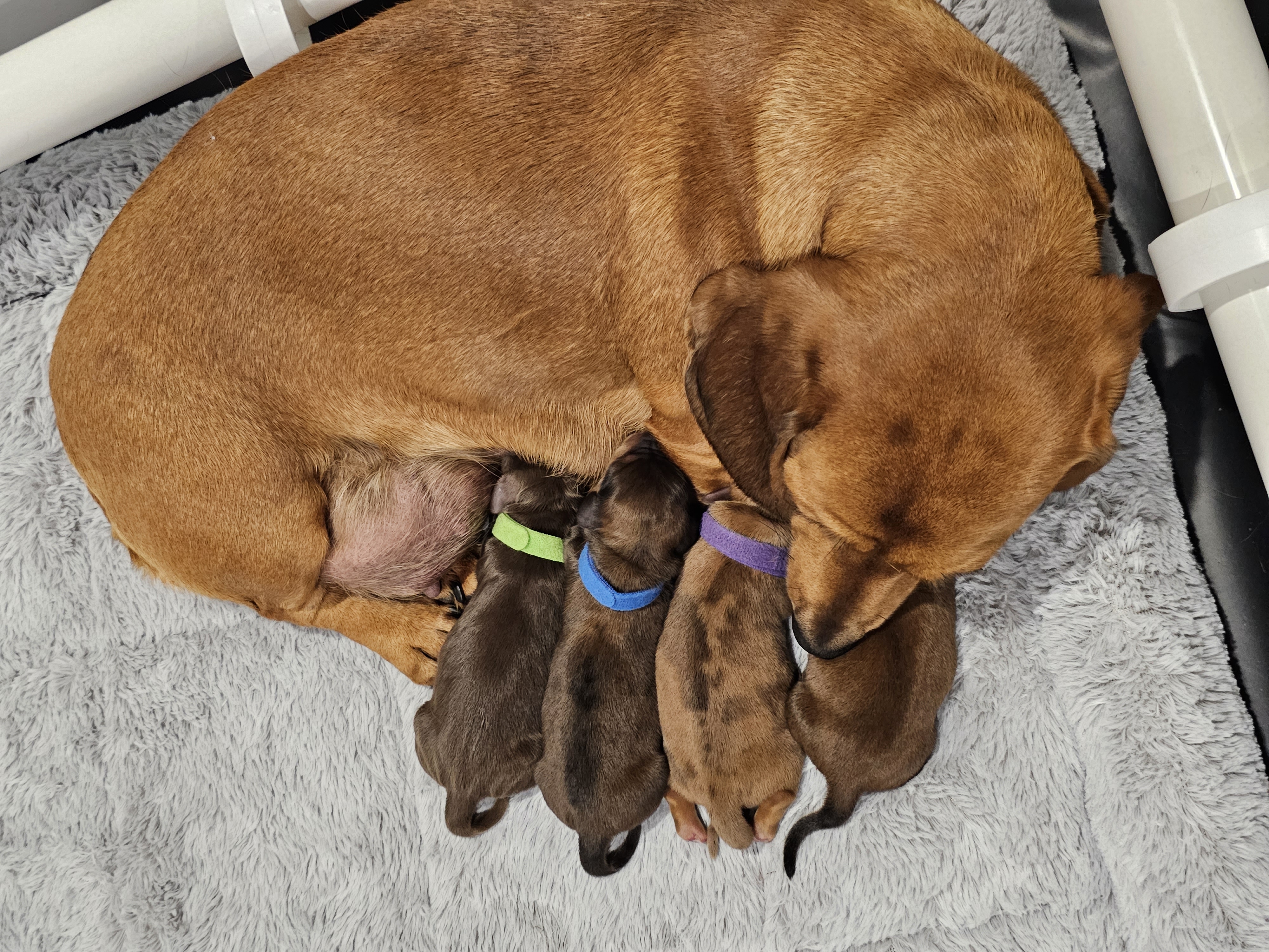 Miniature smooth Daschund puppies- Miss Red AVAILABLE-