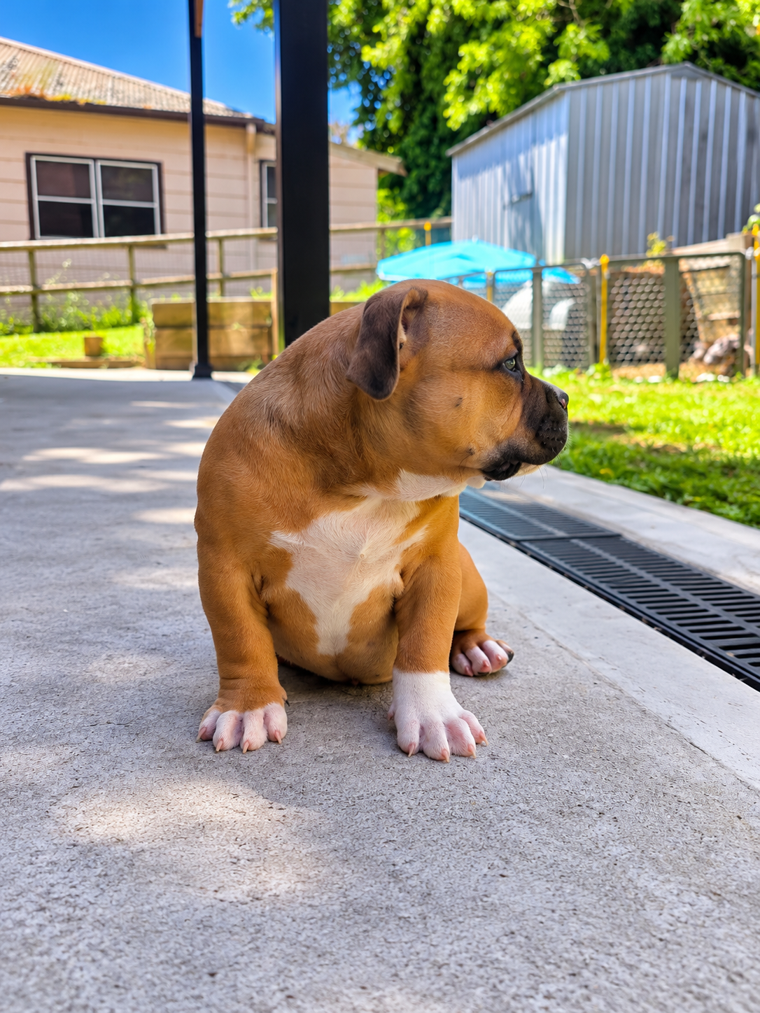 American Bulldog – Goulburn