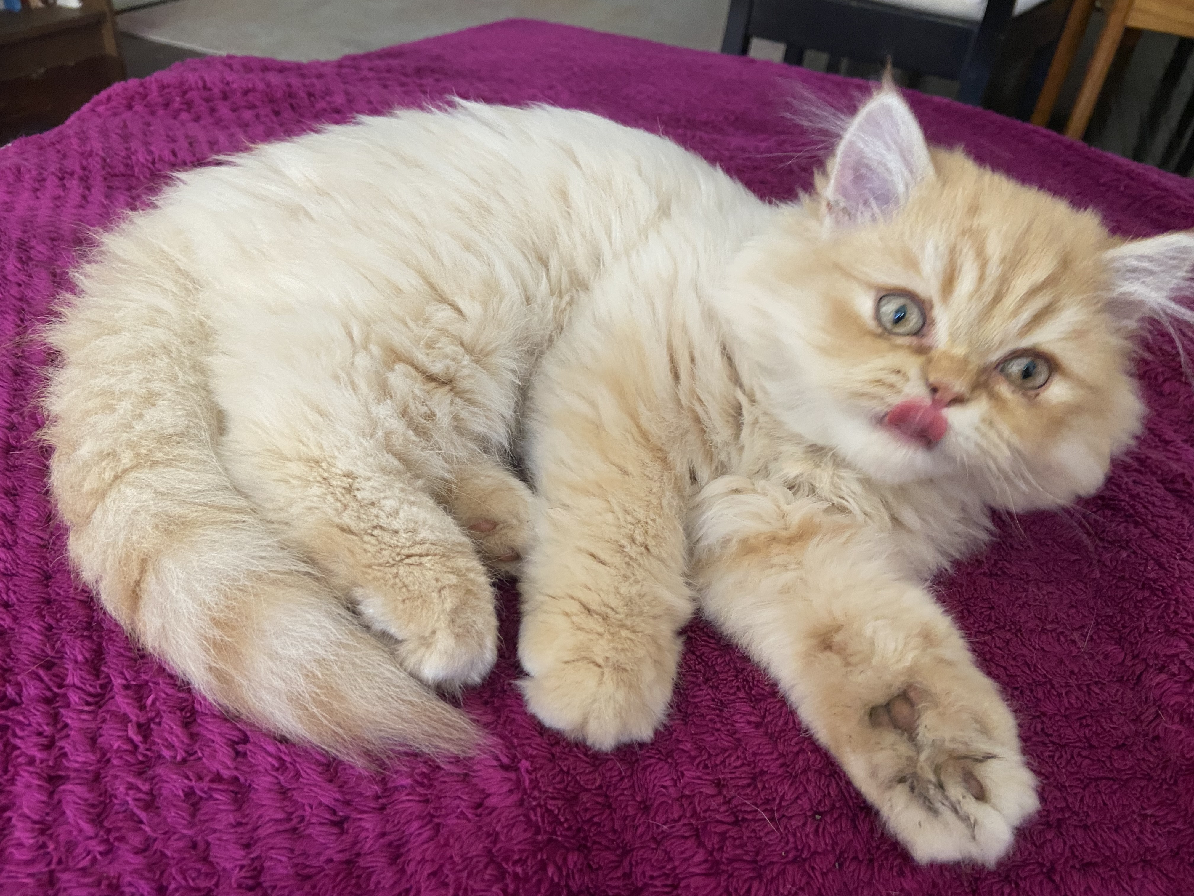 Exceptional Purebred Golden Persian Kitten