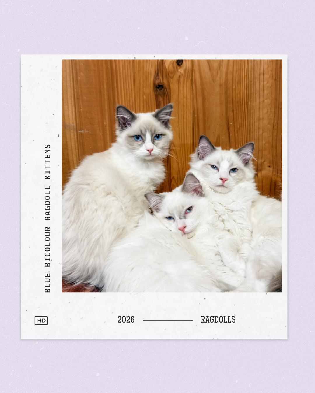 Ragdoll – Heathcote Junction