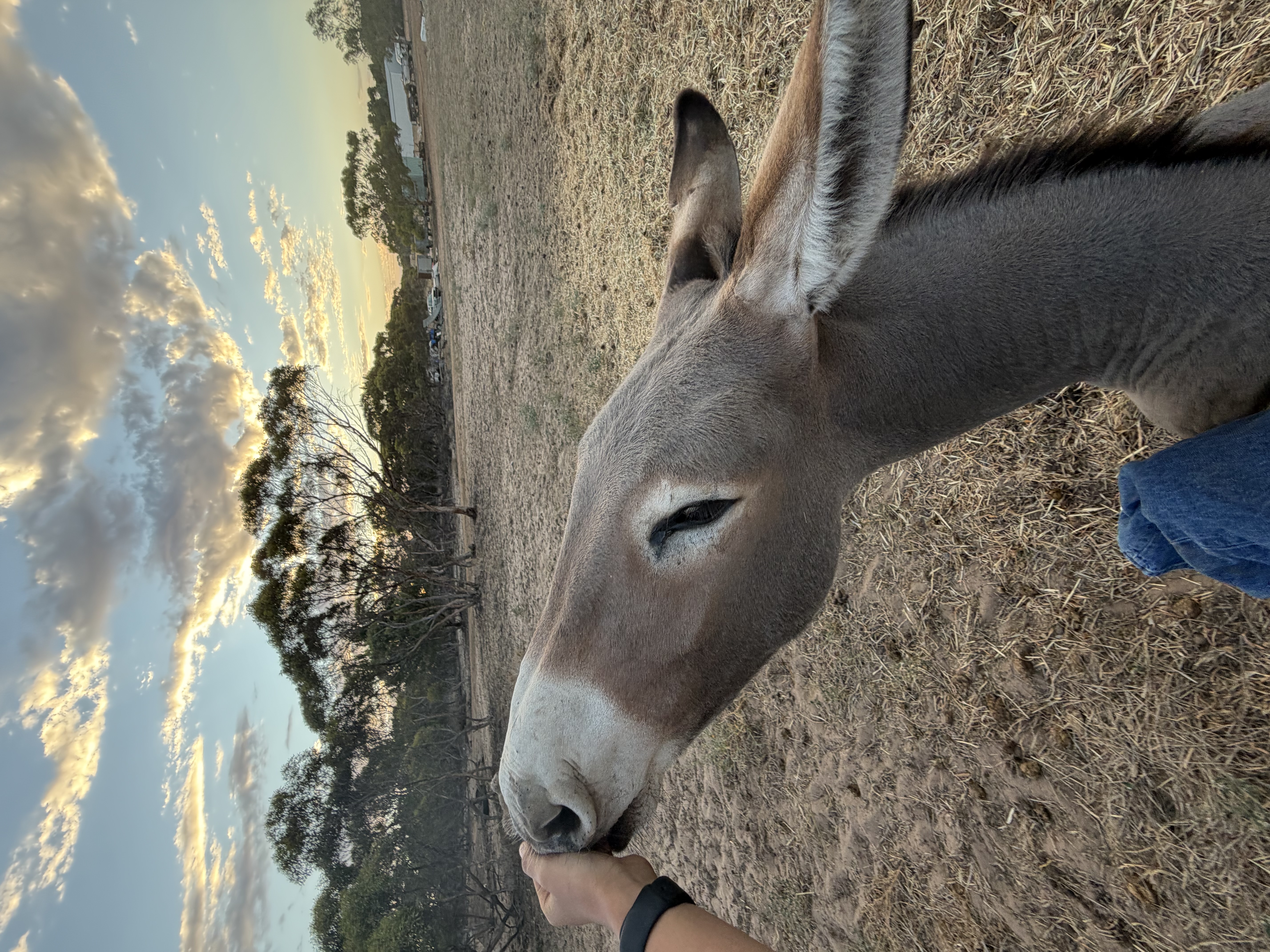 Donkey – Murray Bridge