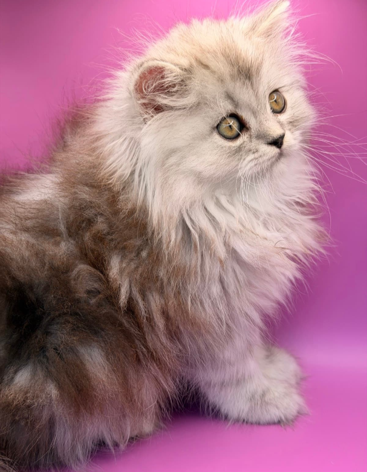 Persian – Bass Hill