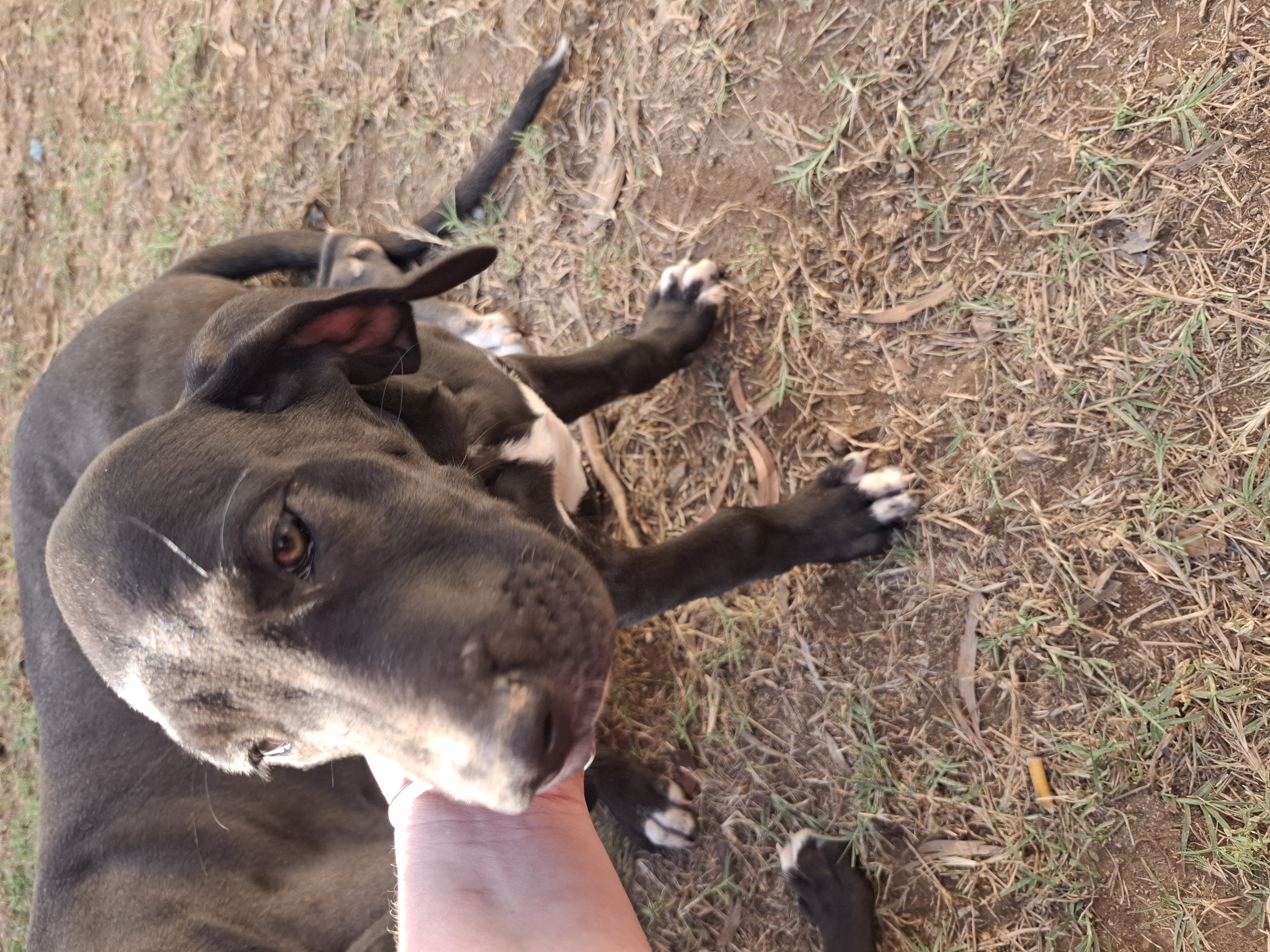 Great Dane – Gladstone Central
