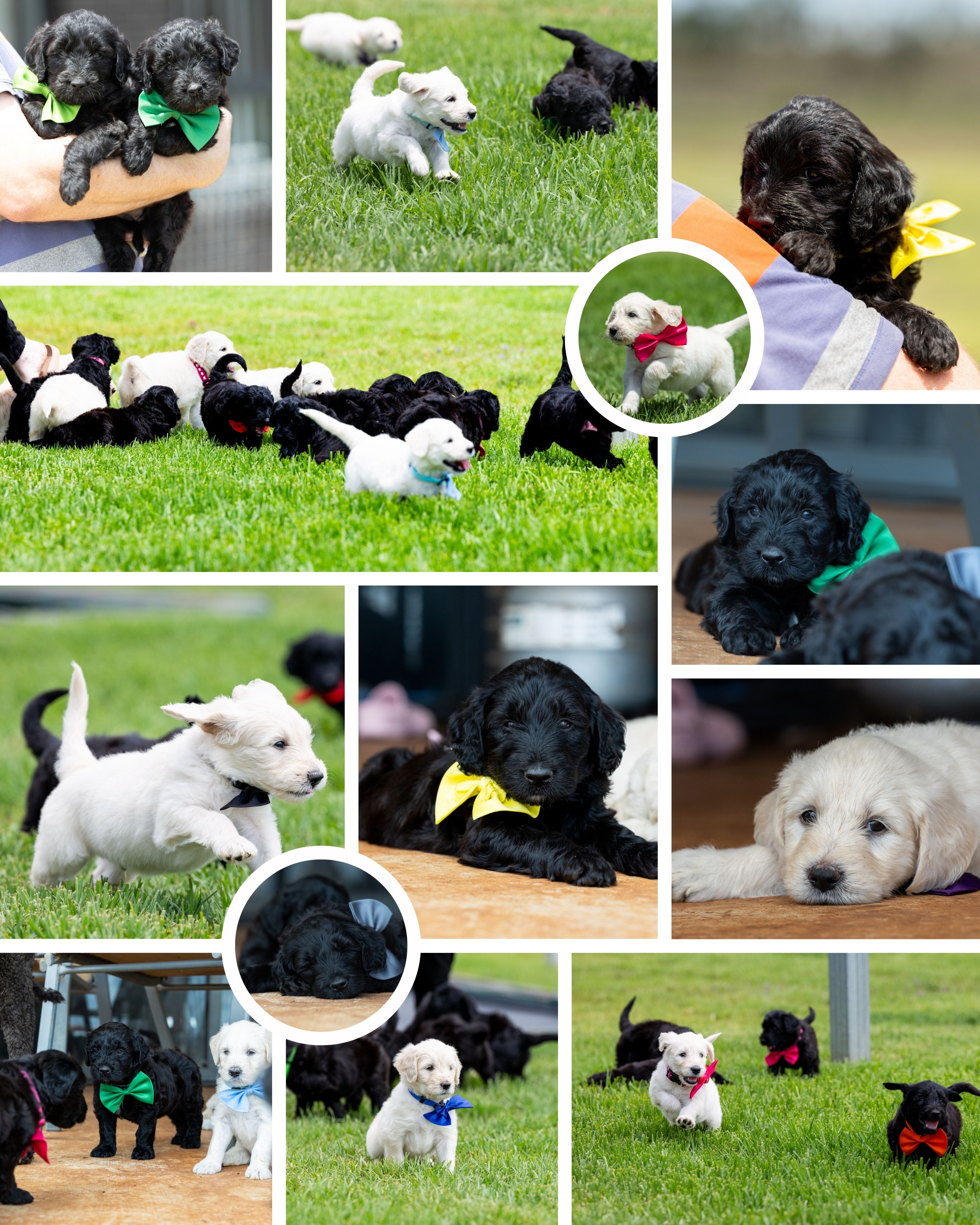 Goldendoodle – Cambooya