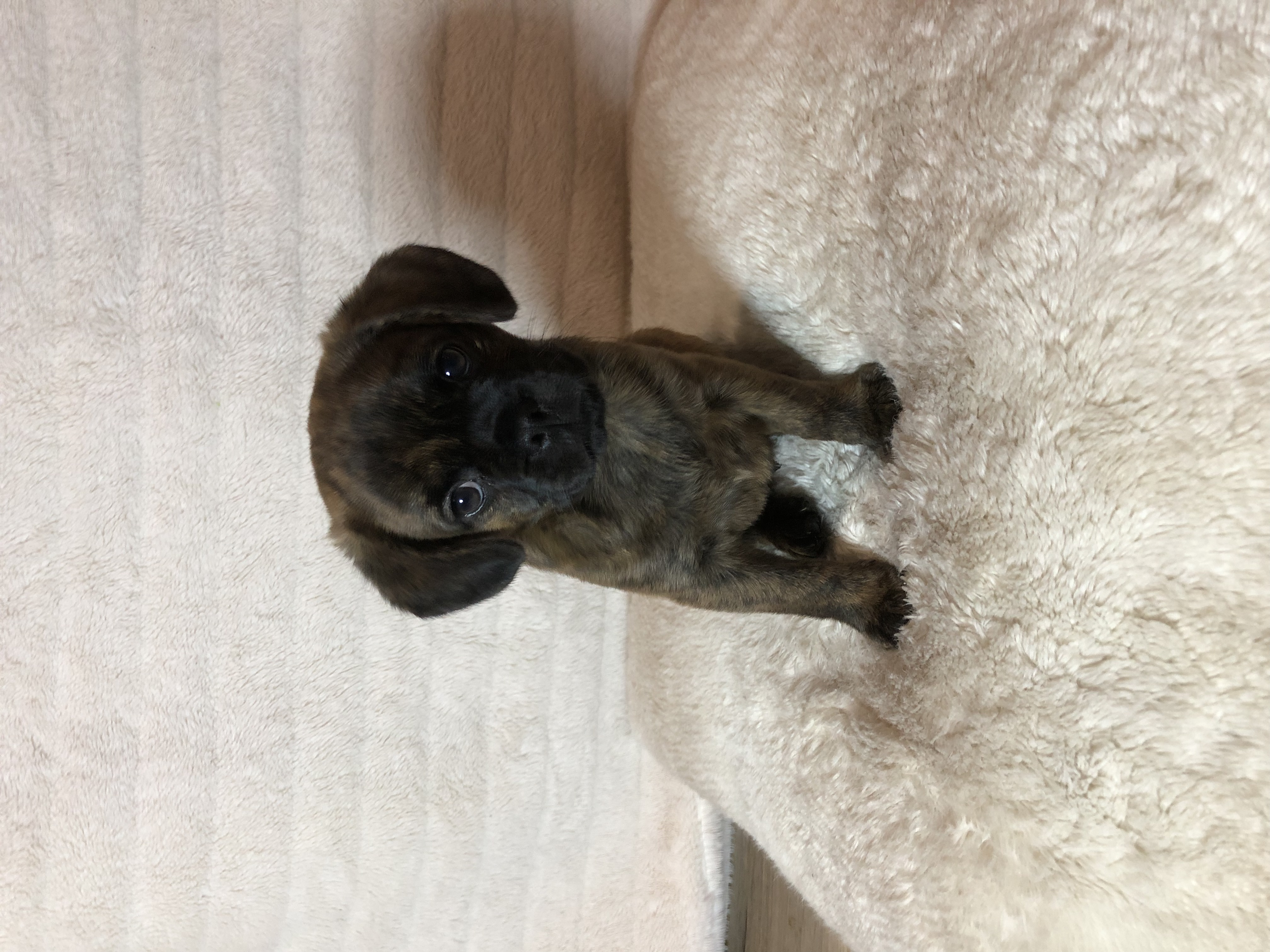PUGALIER PUPPIES FOR SALE (READY NOW)