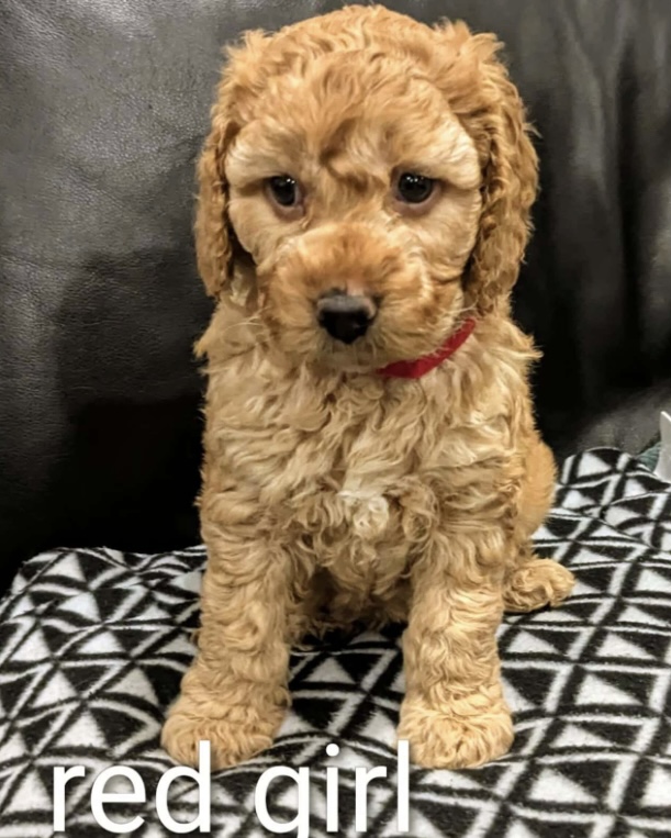 Spoodle – Thomastown