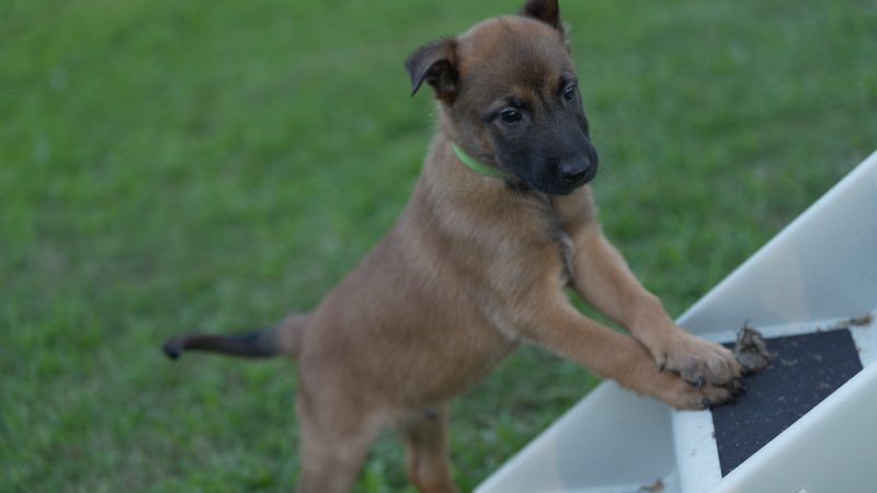 Belgian Malinois – Nerang