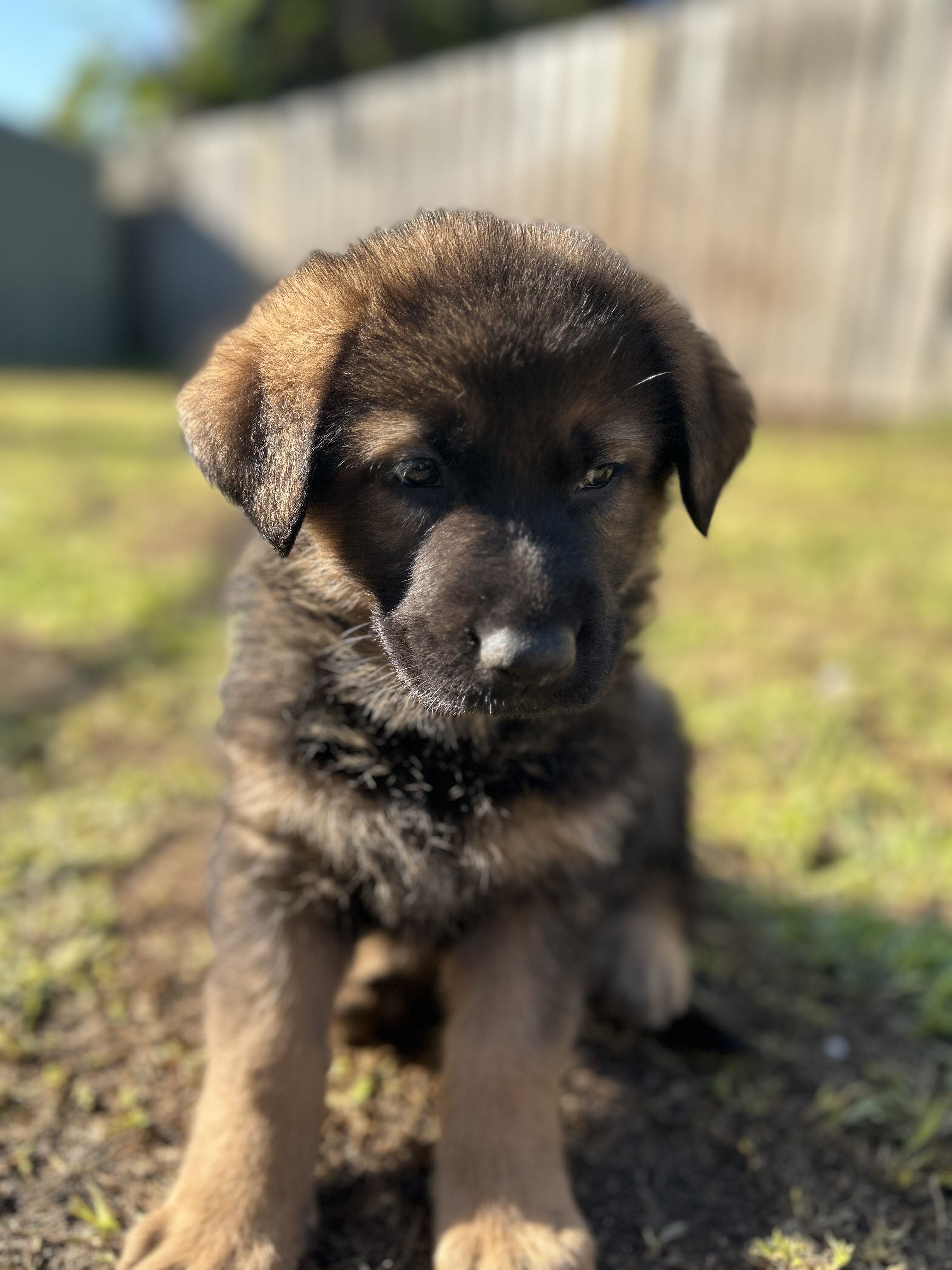 German Shepherd – Taylors Lakes