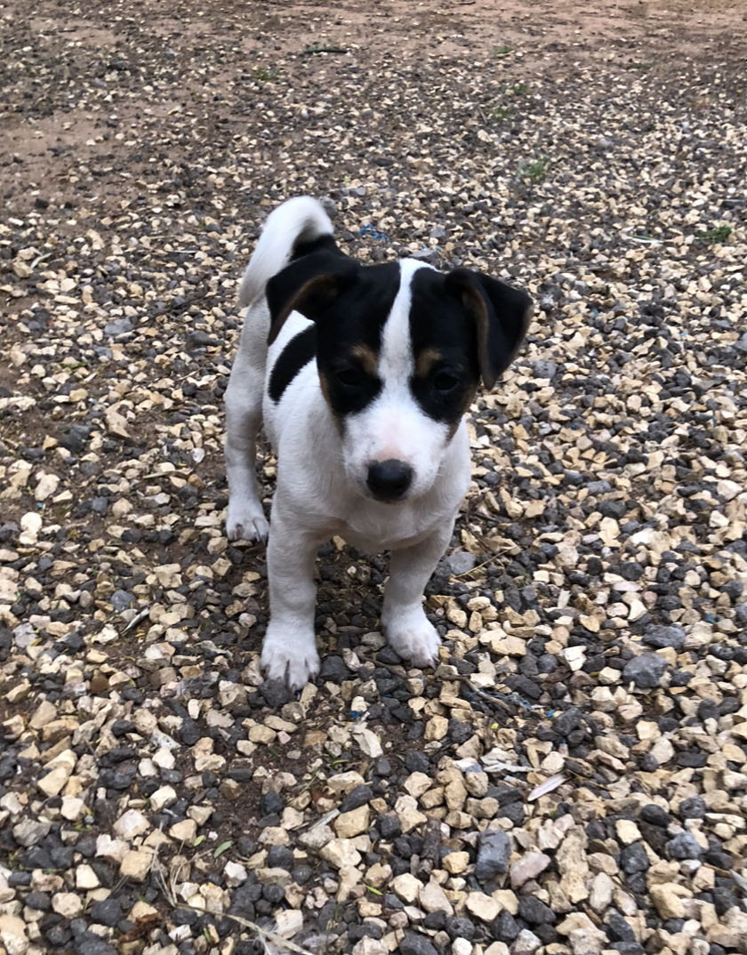 Jack Russell – Mildura