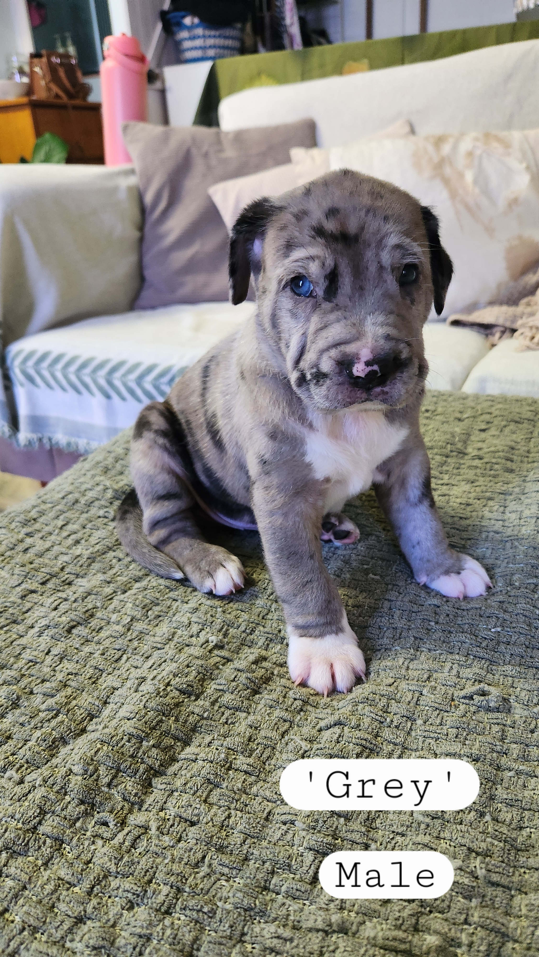 Catahoula Leopard Dog – Kin Kin