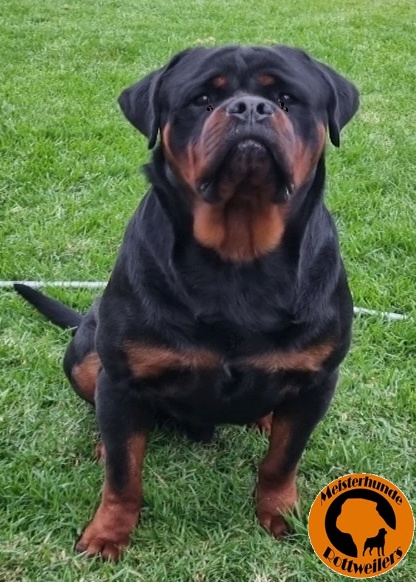 Rottweiler