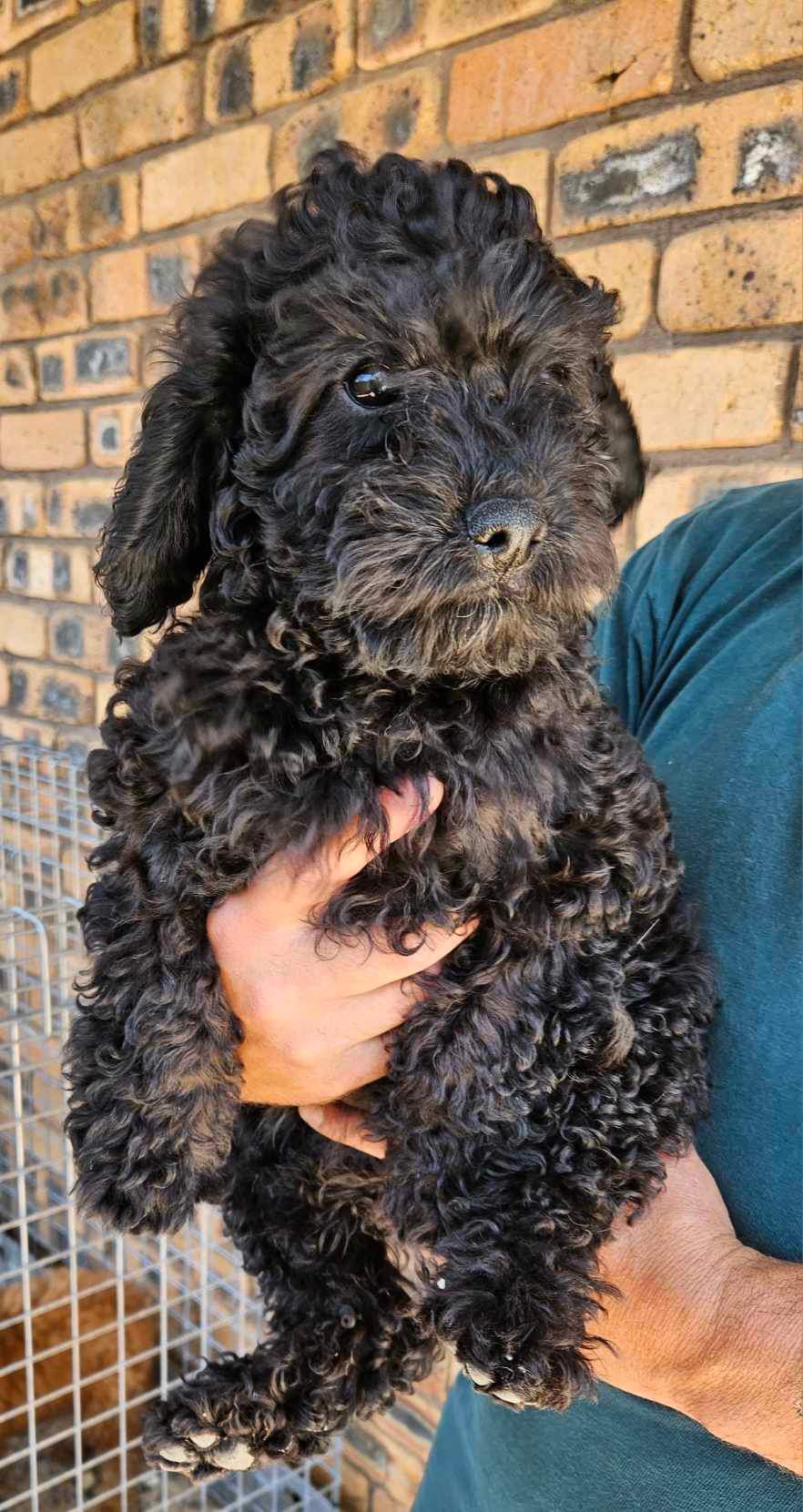 Only 2 Toy Cavoodle Left - Silverdale