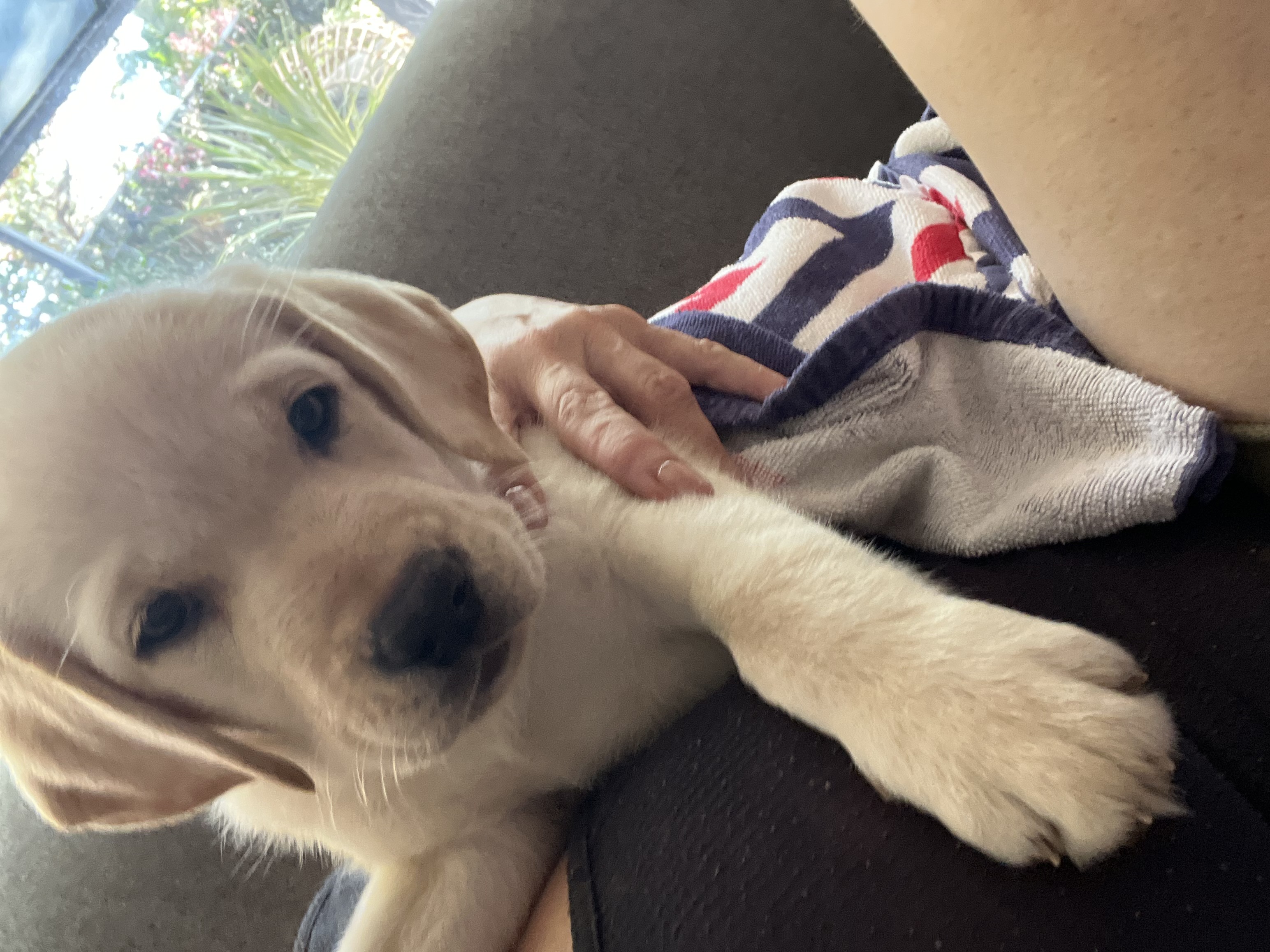 Labrador Retriever – Gungahlin