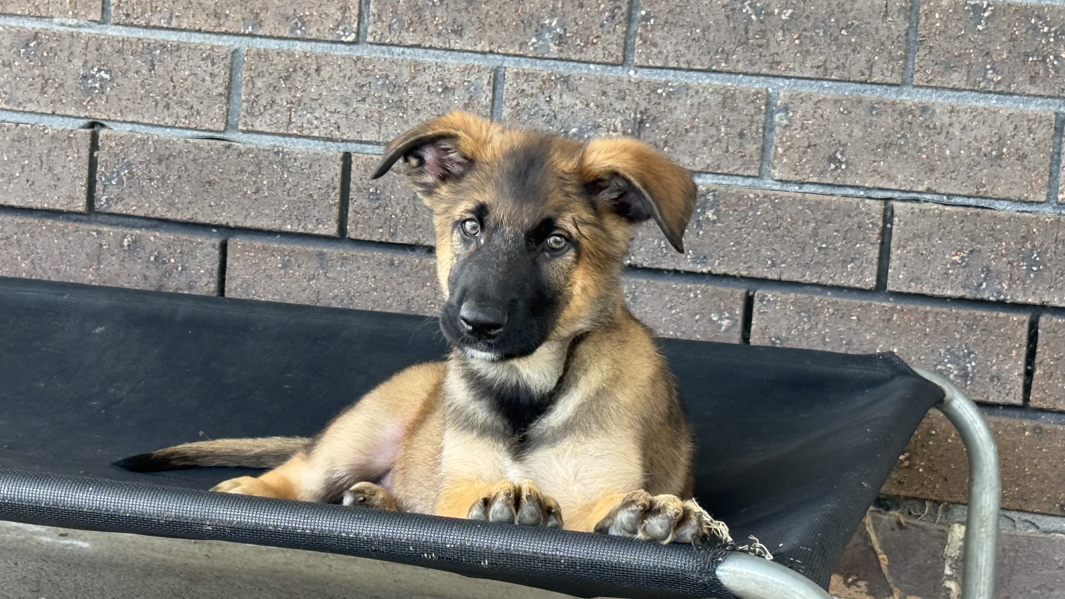 German Shepherd – Londonderry