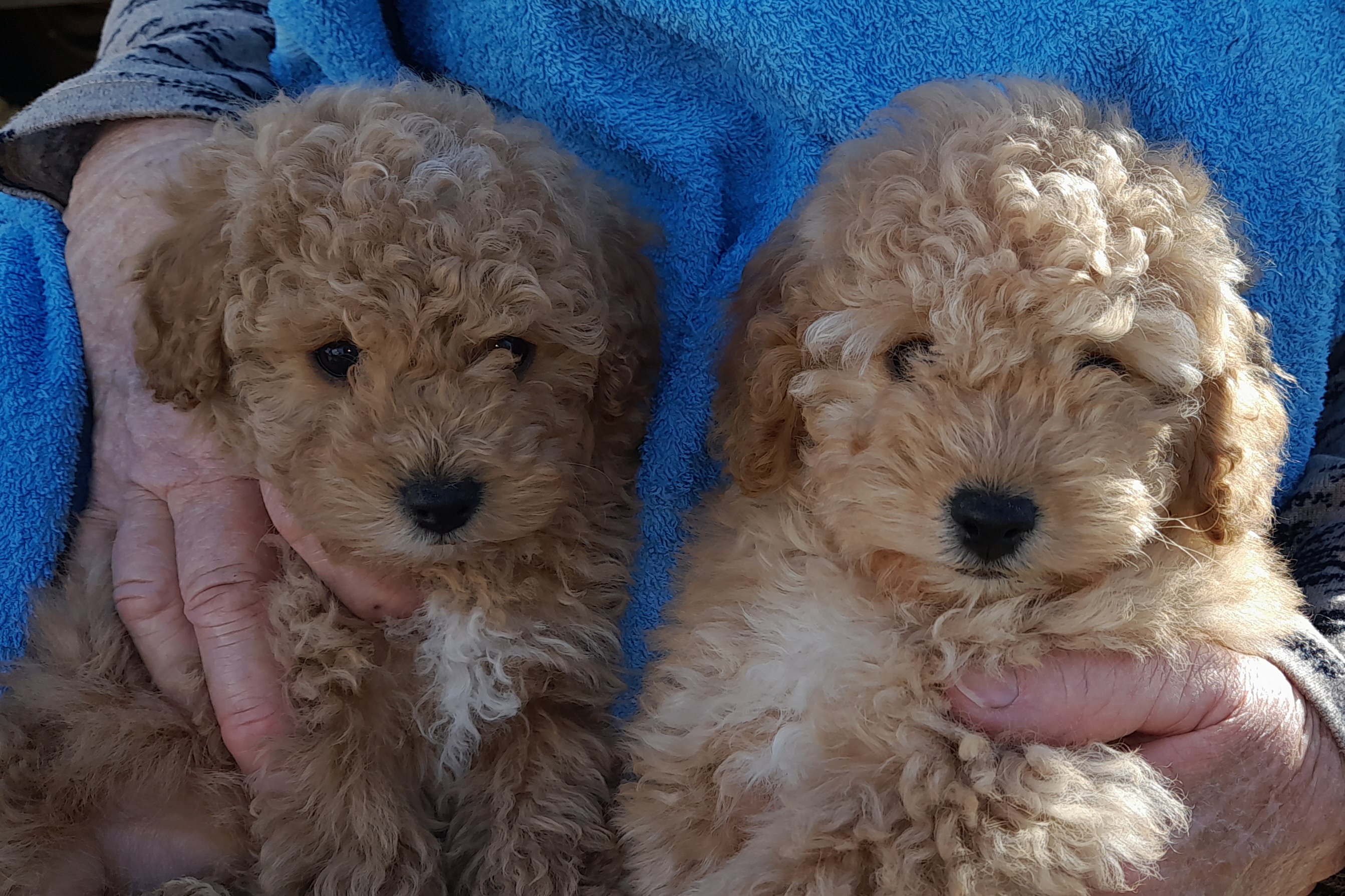 Toy Poodle – Jervis Bay