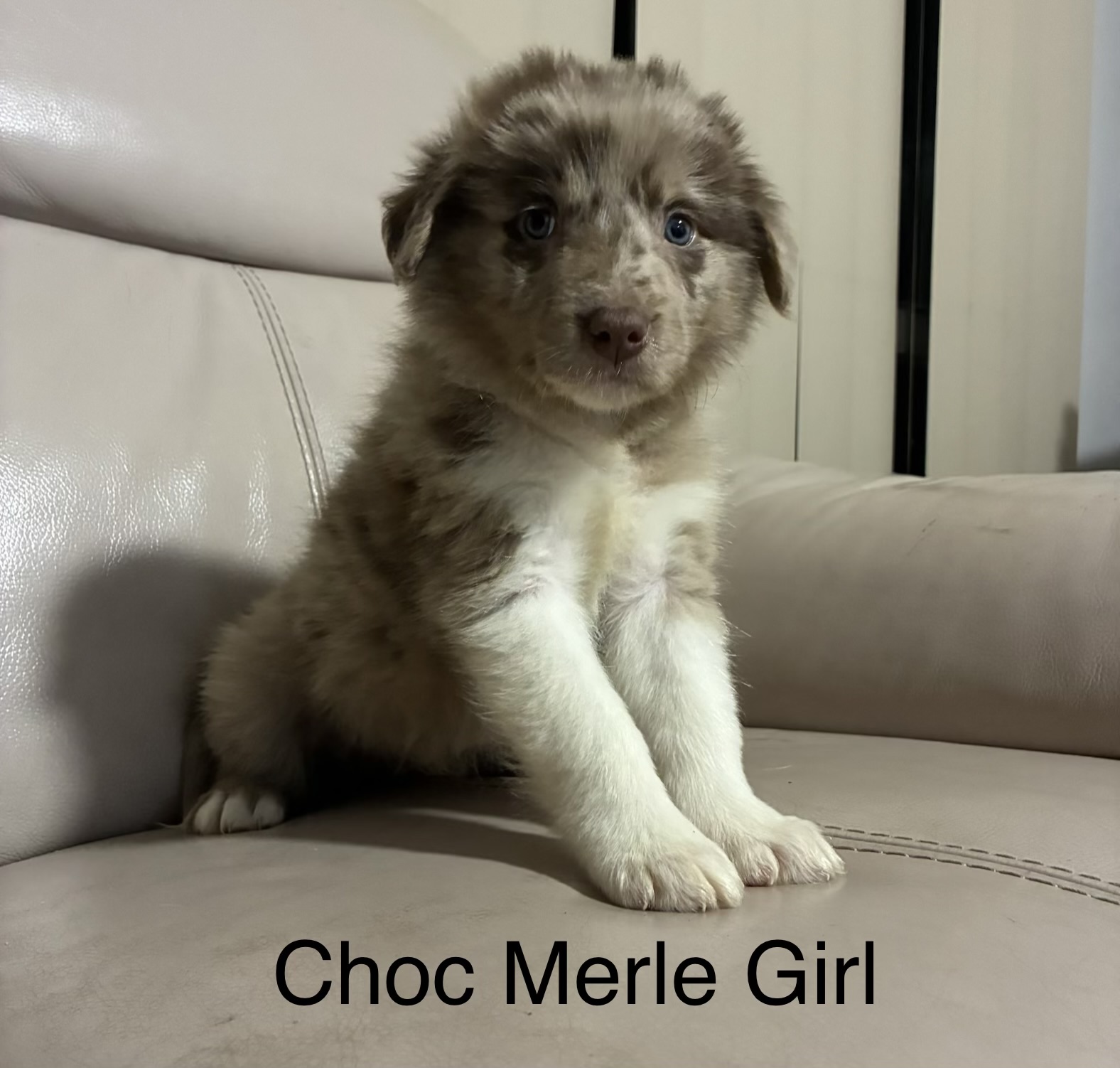 Border Collie – Mansfield