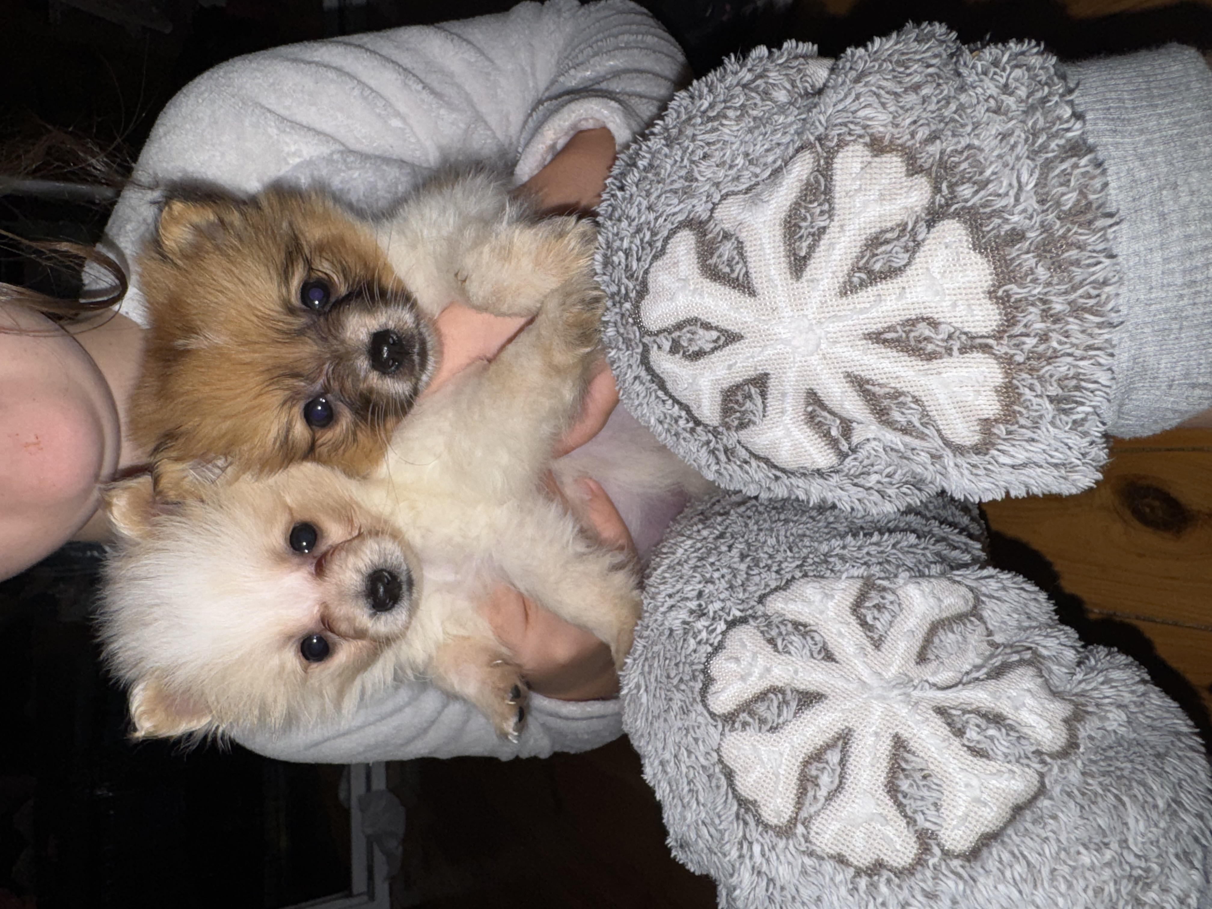 Pomeranian – Blacktown