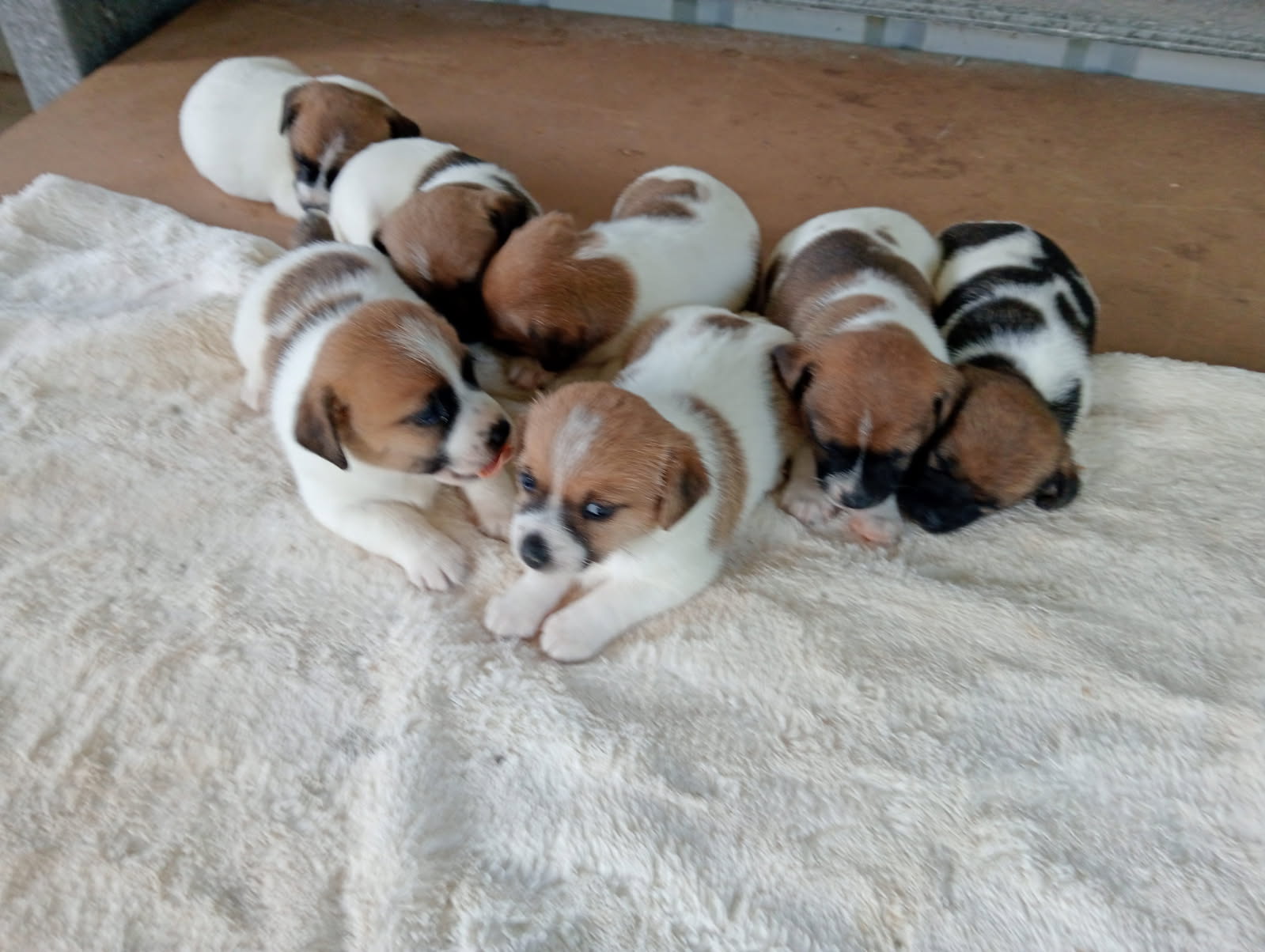 Jack Russell – Innisfail