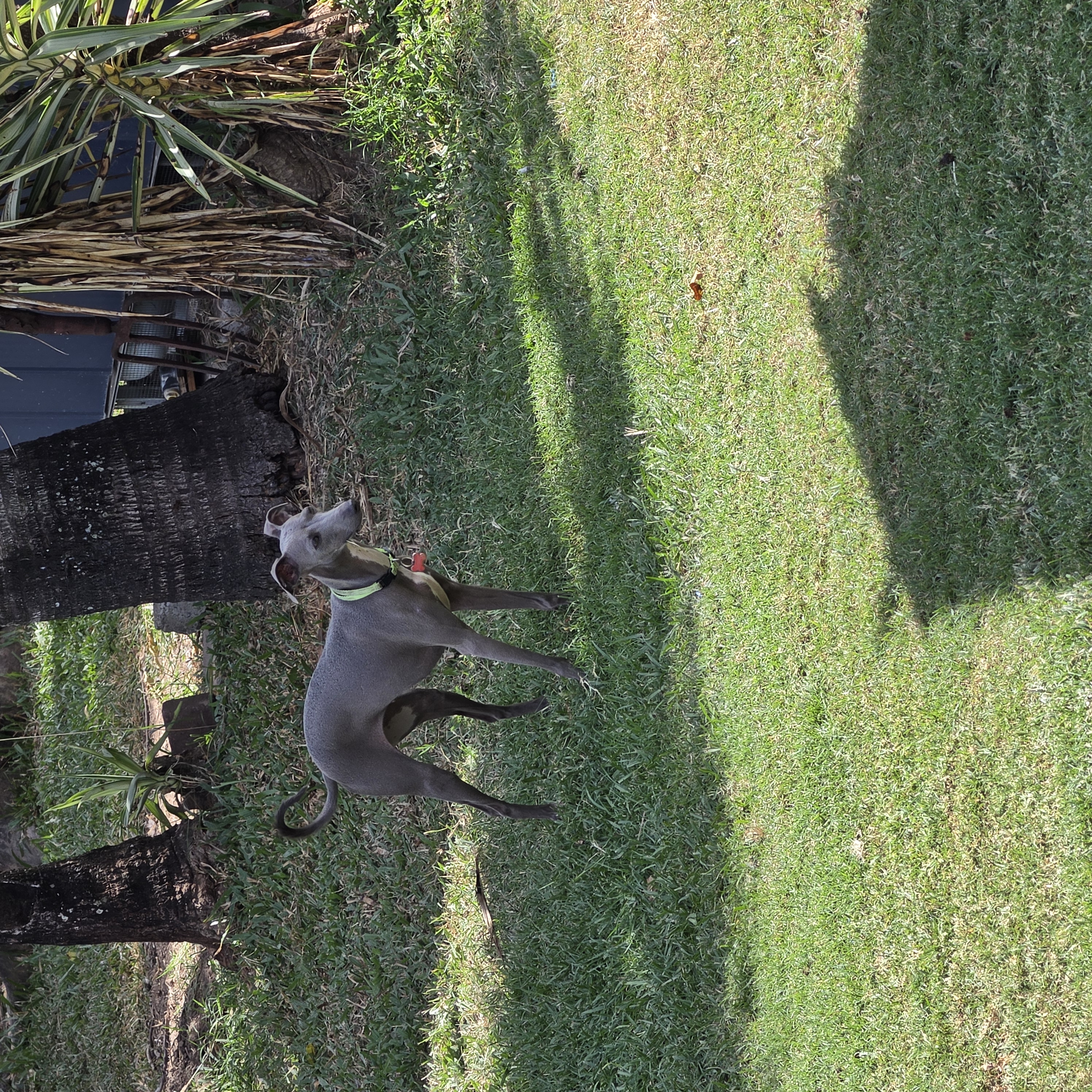 Italian Greyhound – Ipswich