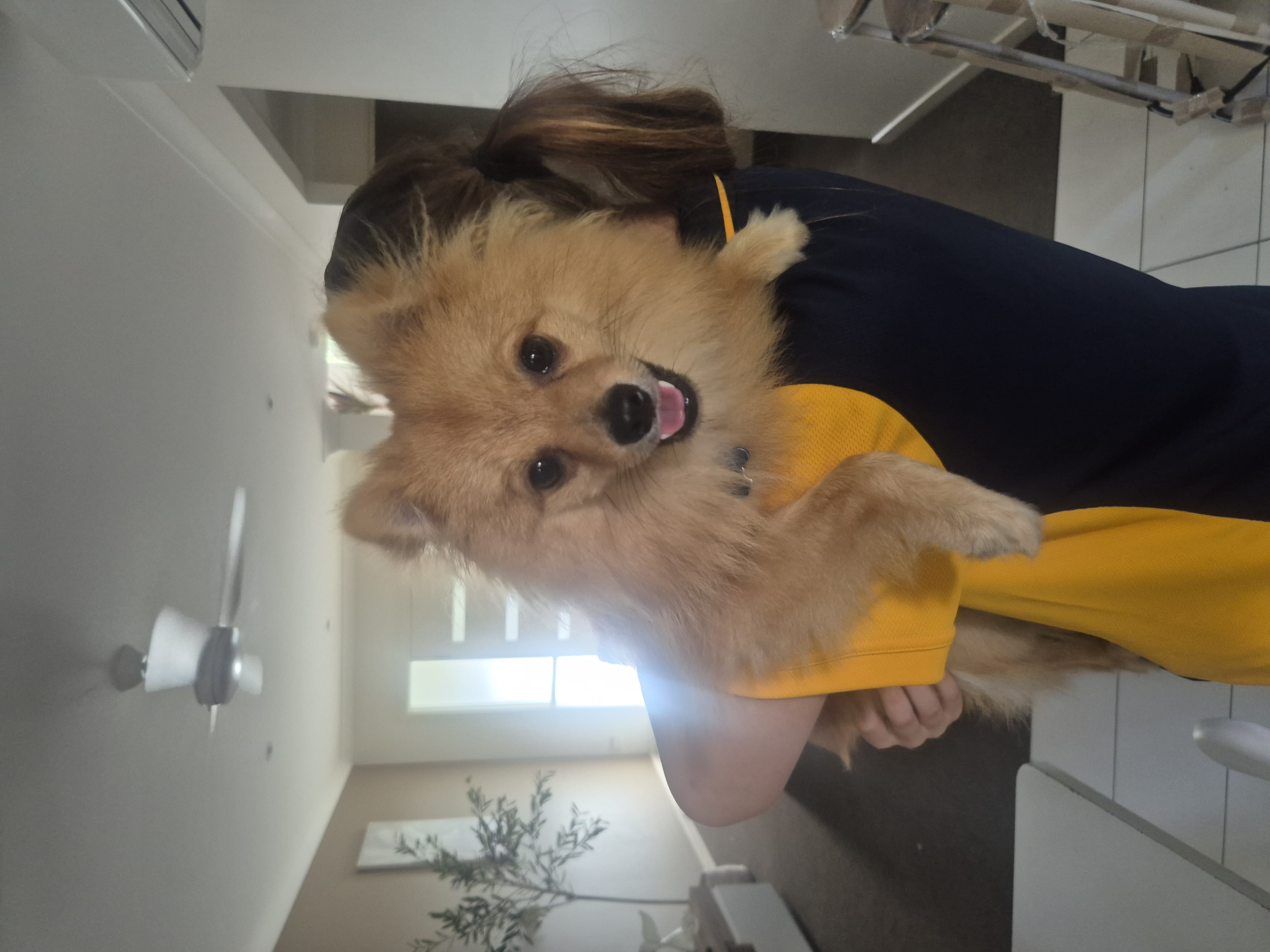 Pomeranian – Cannonvale