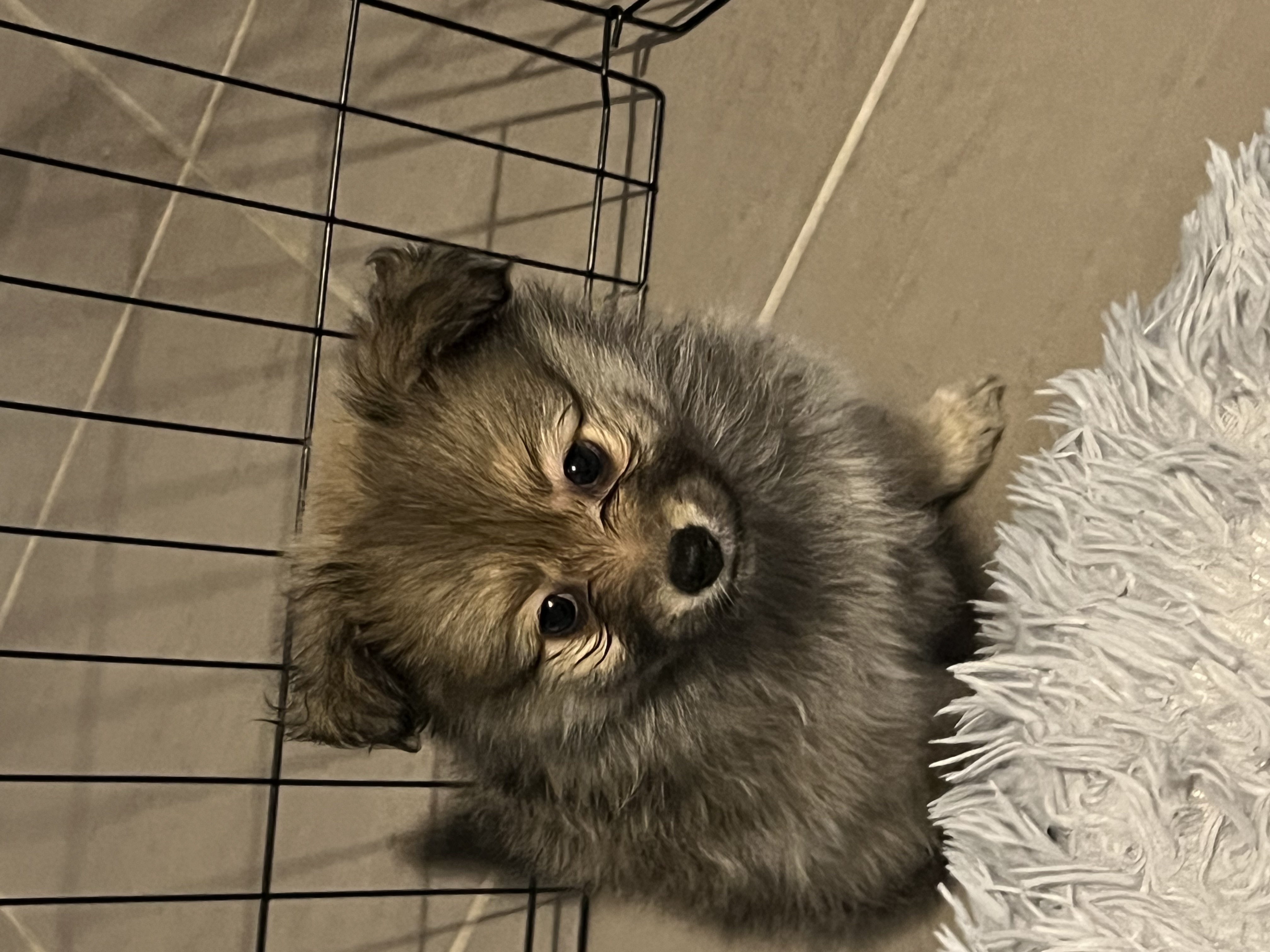 Pomeranian – Bacchus Marsh