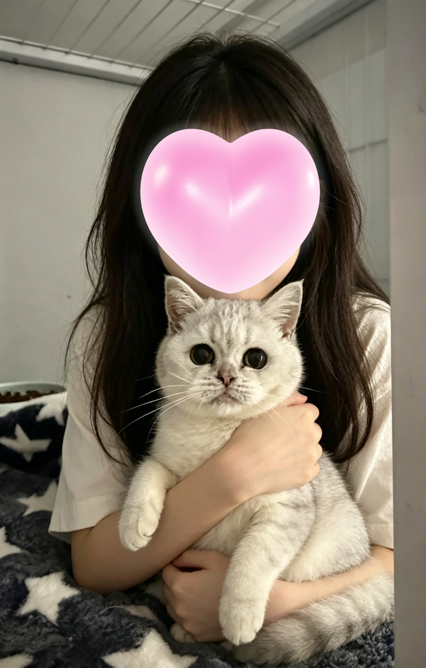 British Shorthair – Mill Park