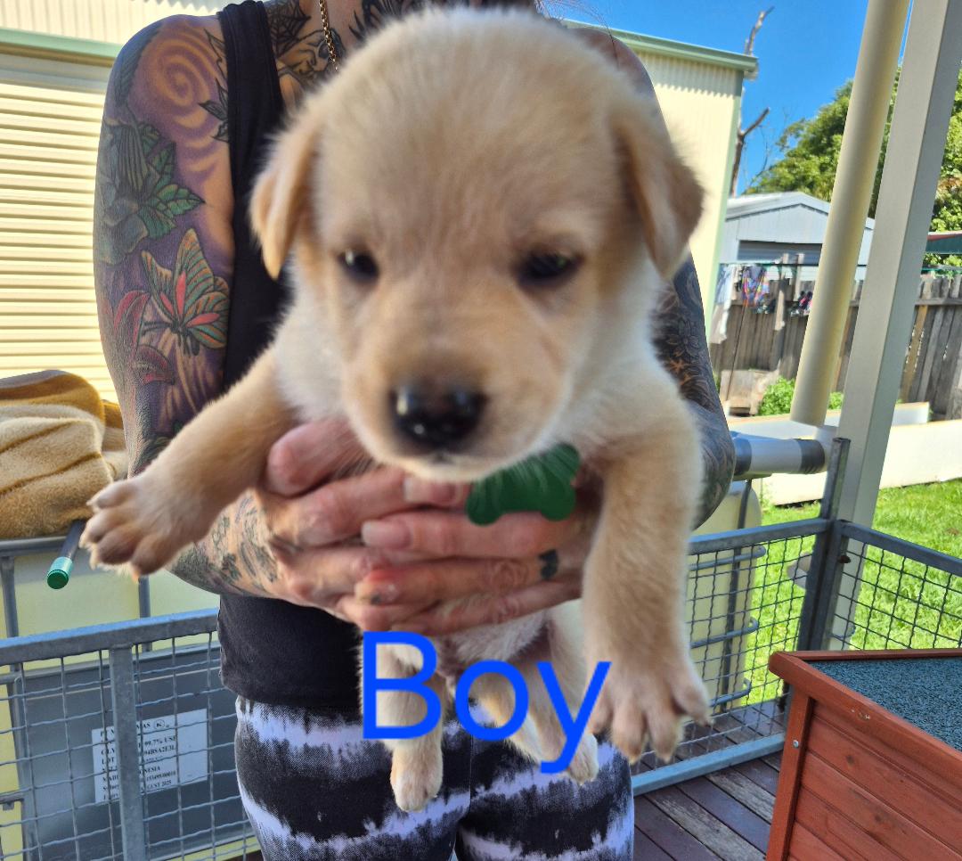 Other Dogs – Warrawong