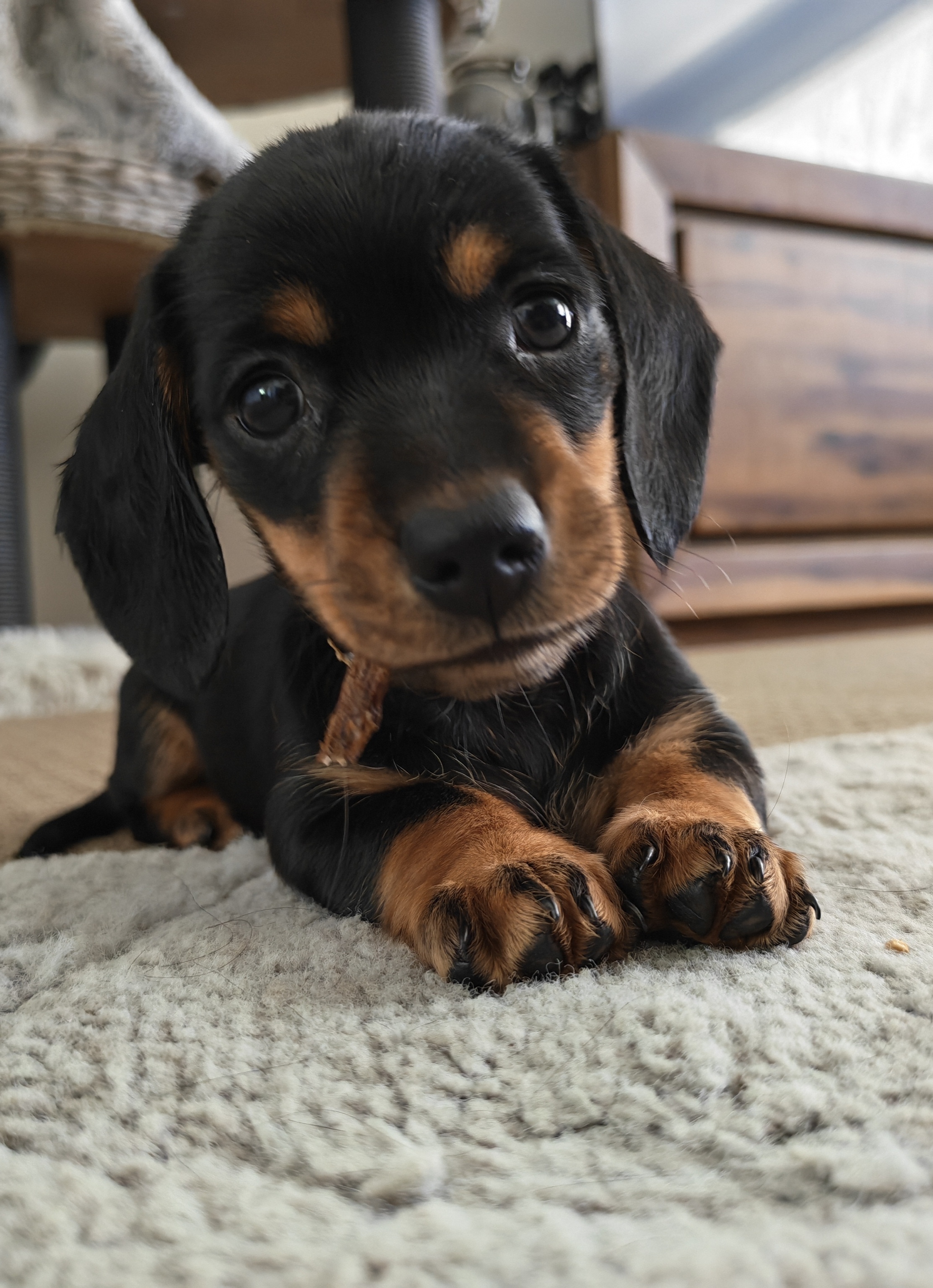 Miniature Dachshund – Toowoomba