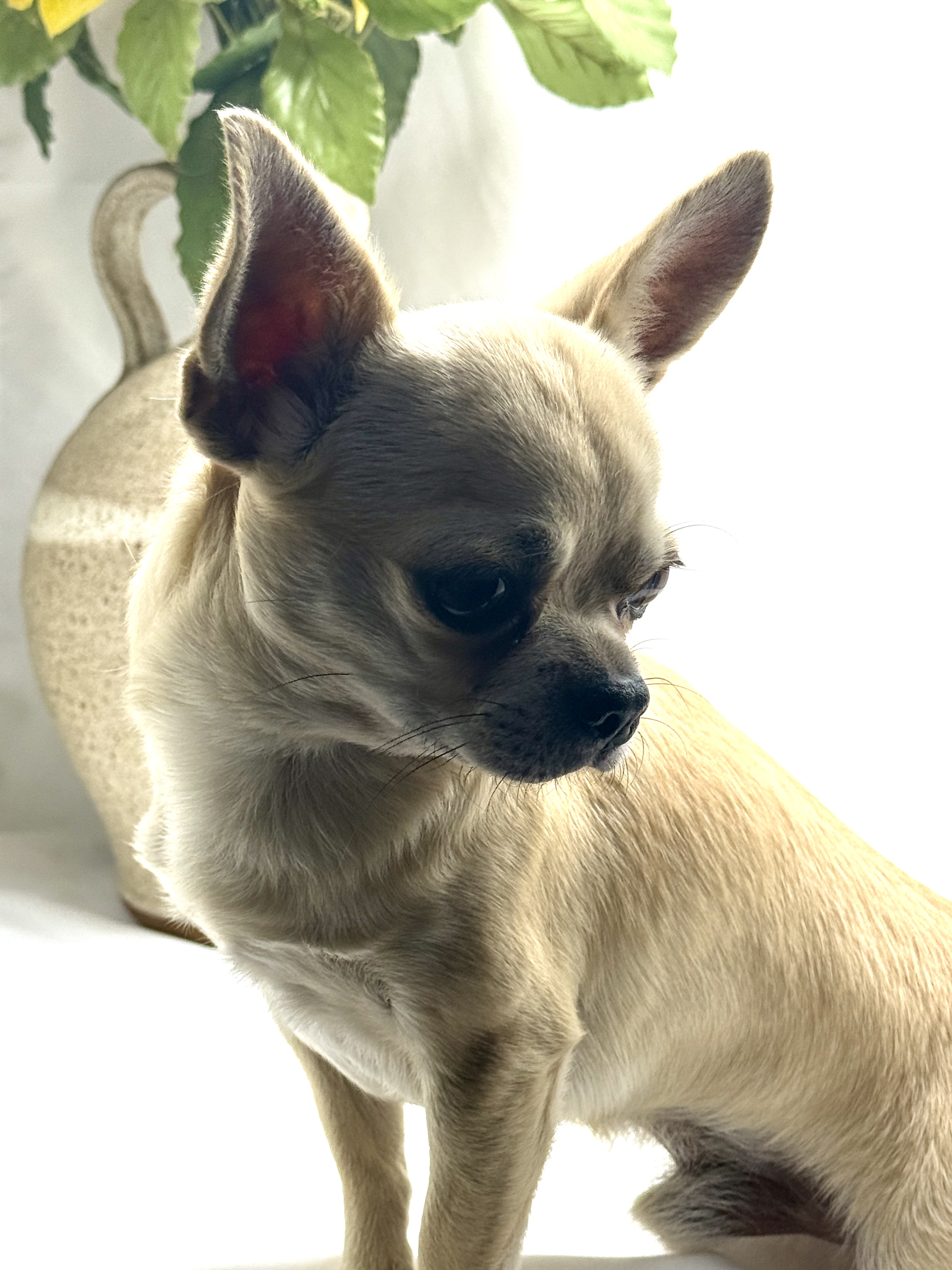 Chihuahua