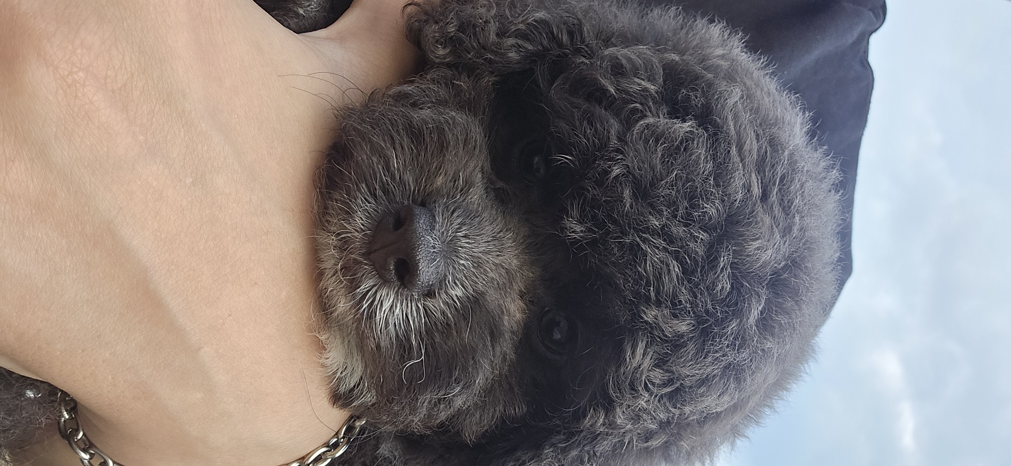 Spoodle – Tuggerah