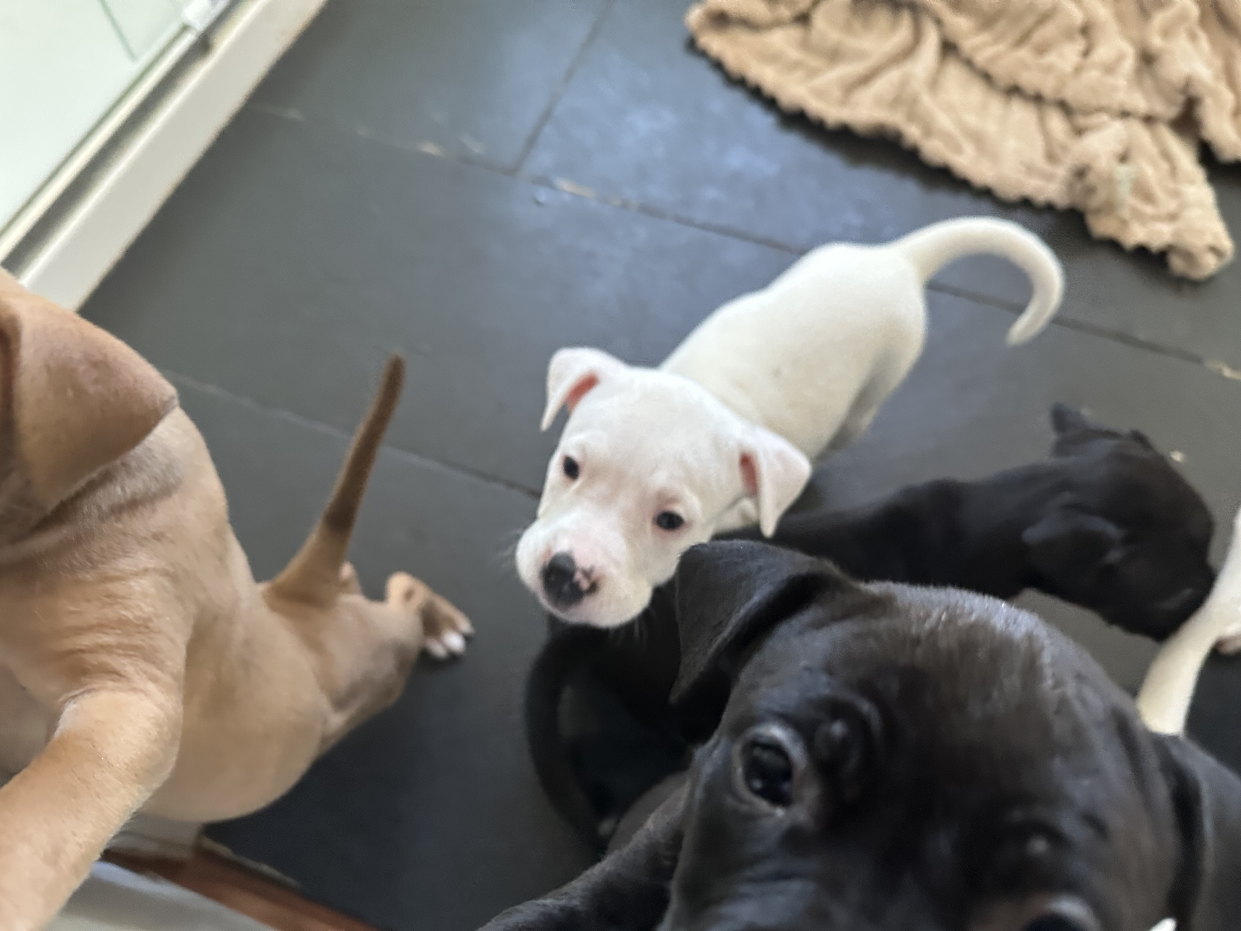 American Staffordshire Bull Terrier – Broadford