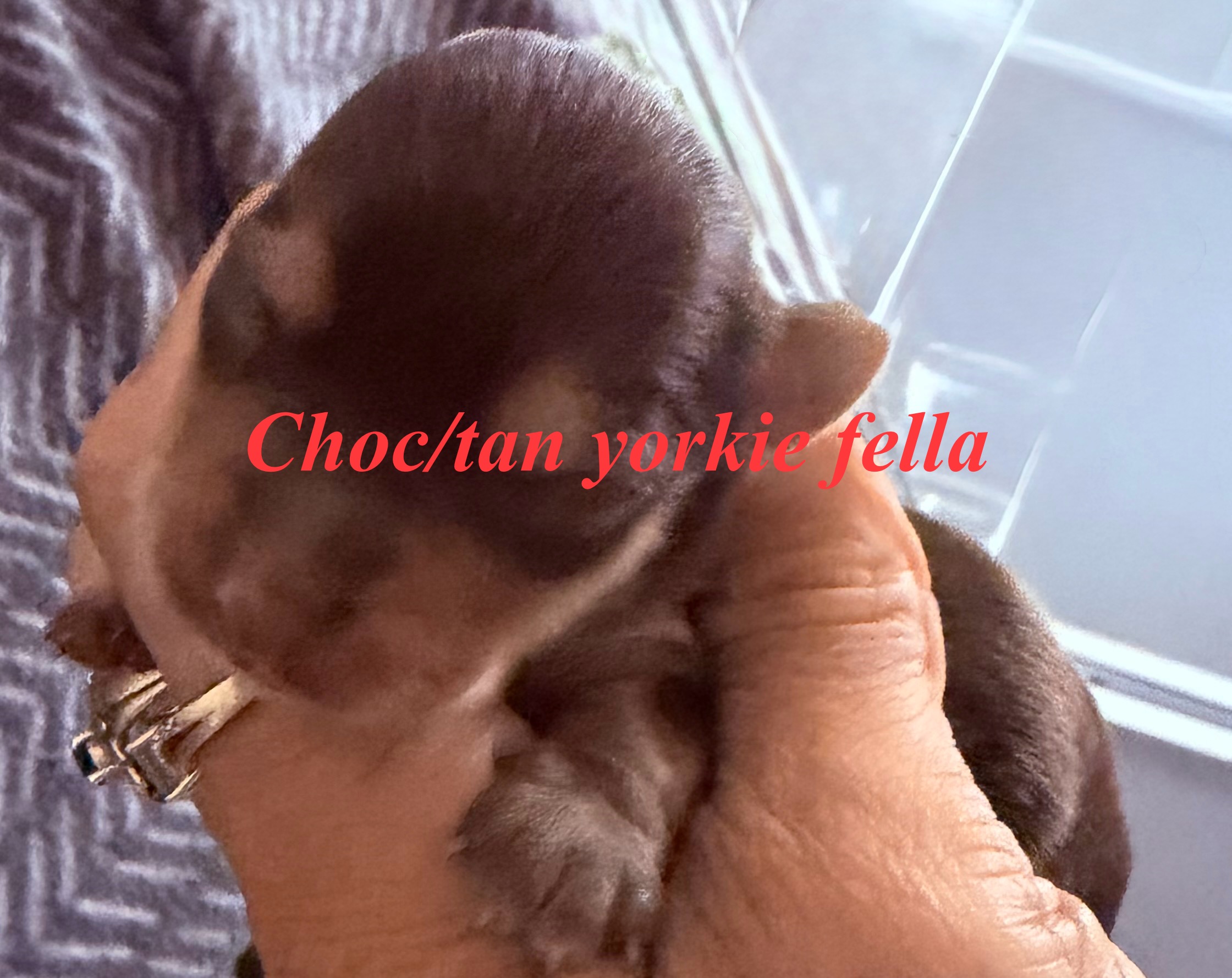 Yorkshire Terrier – Rooty Hill