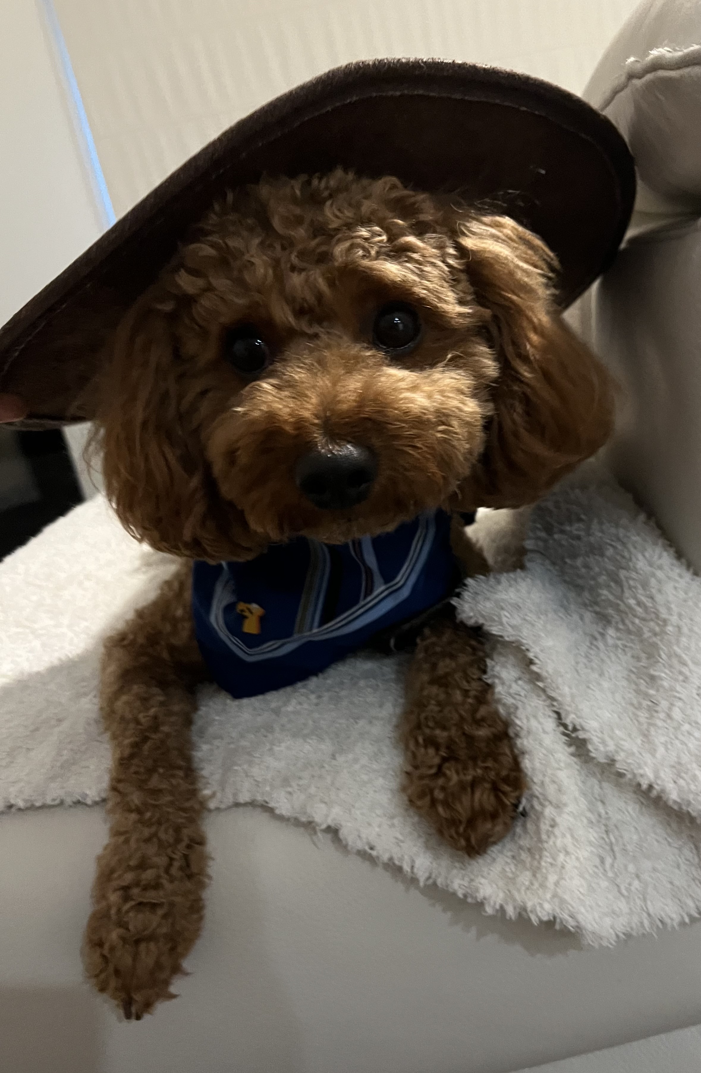 Toy Cavoodle – Gold Coast
