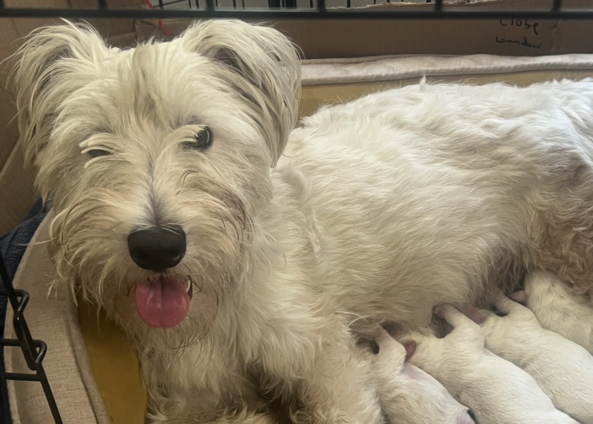 West Highland Terrier – Caboolture