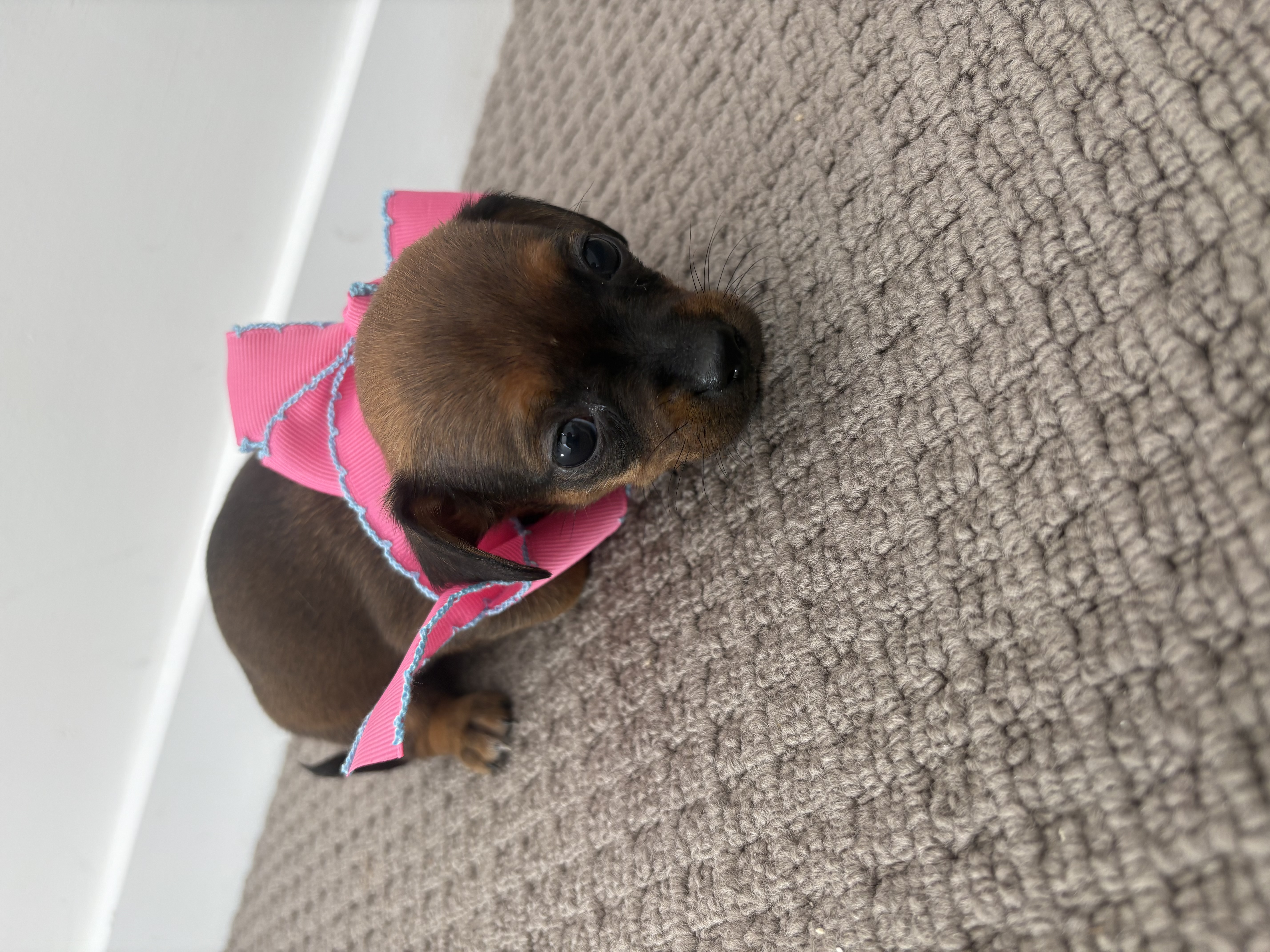 Dachshund – Calamvale