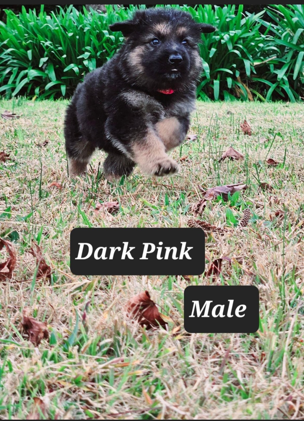 German Shepherd – Cooranbong