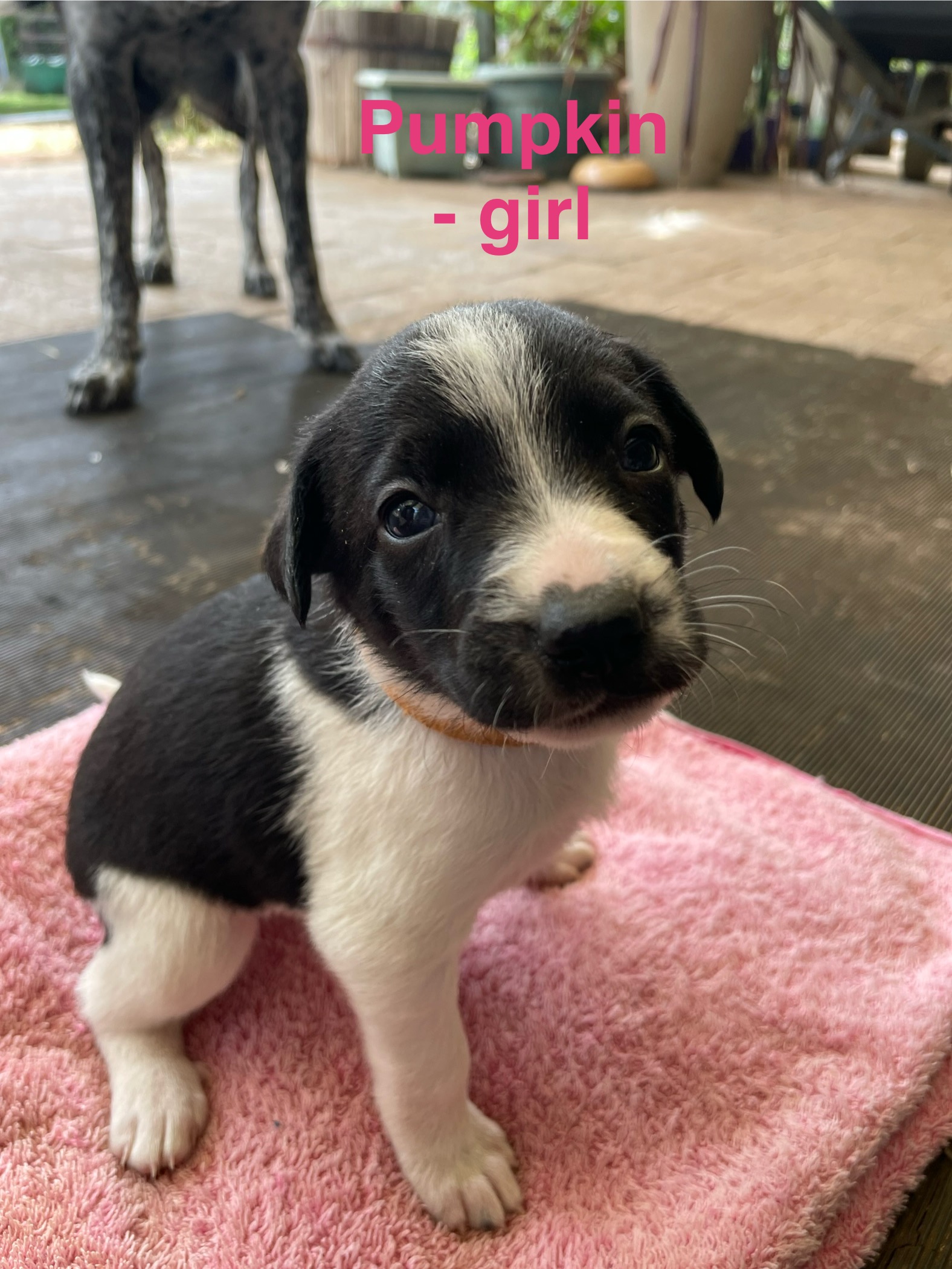 German Shorthaired Pointer – Moora