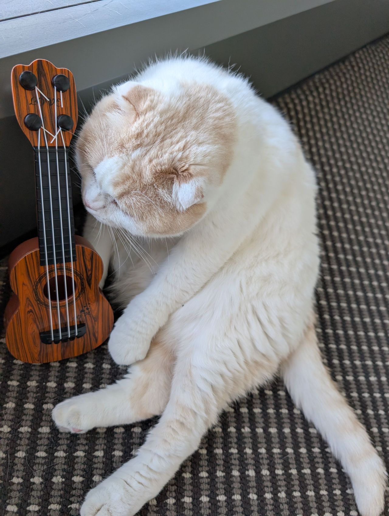 Scottish Fold – Brisbane City