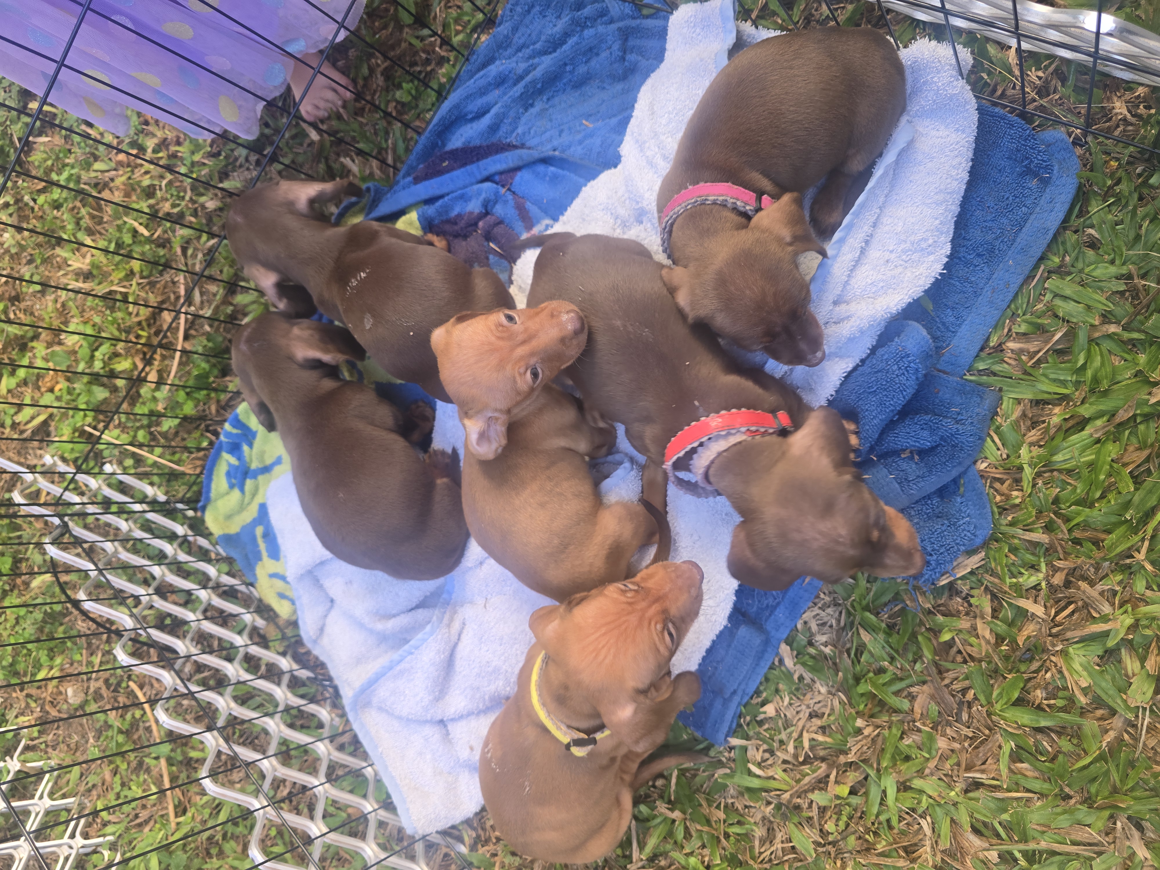 Dachshund – Gladstone Central