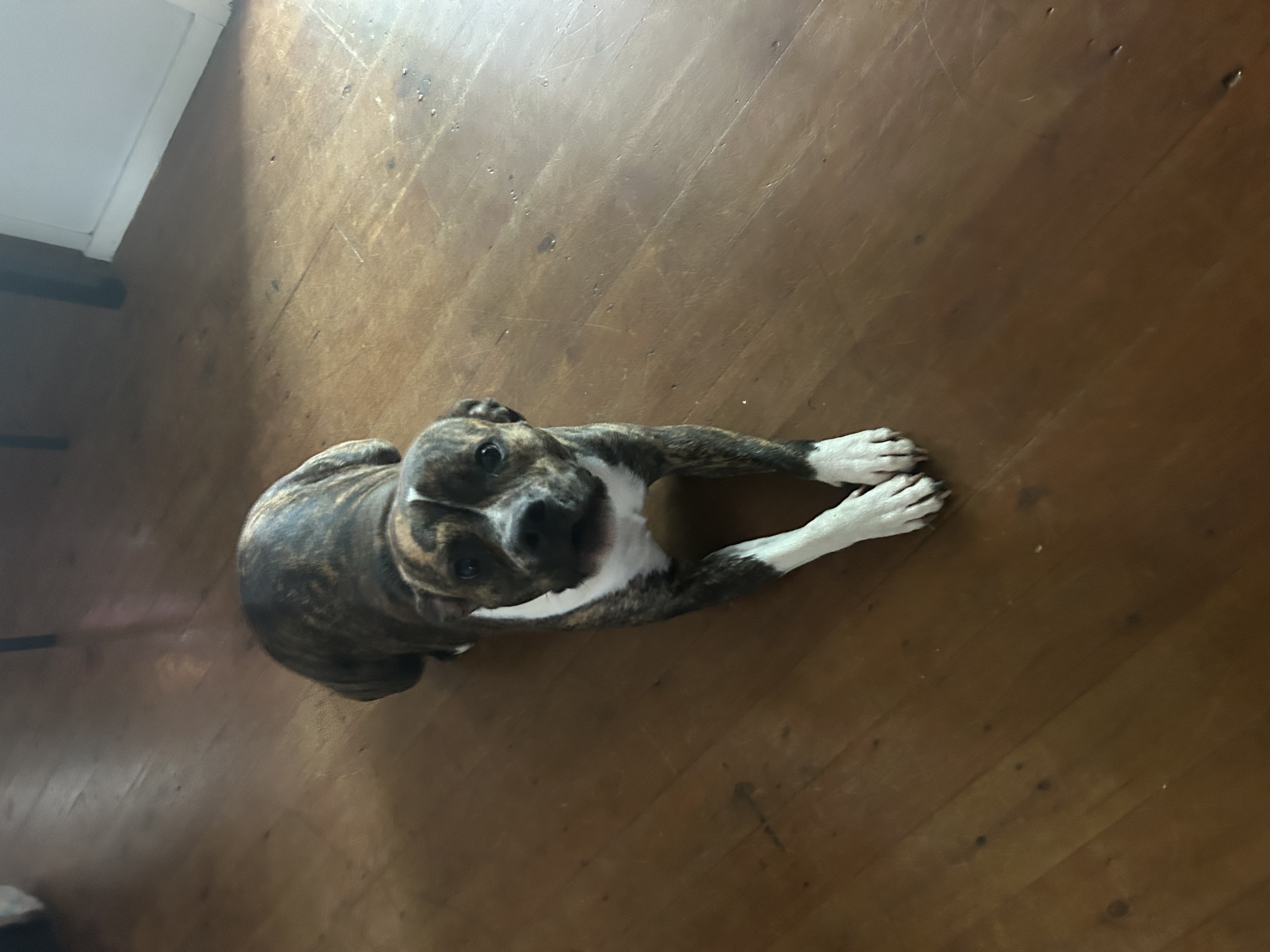 Staffordshire Bull Terrier – Rochedale South