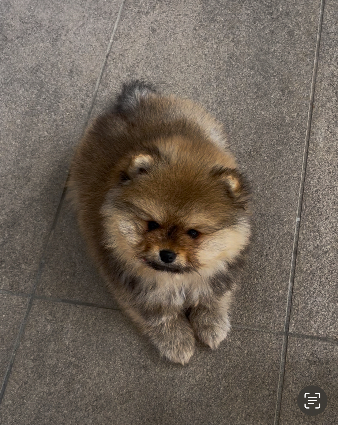 Pomeranian – Sydney