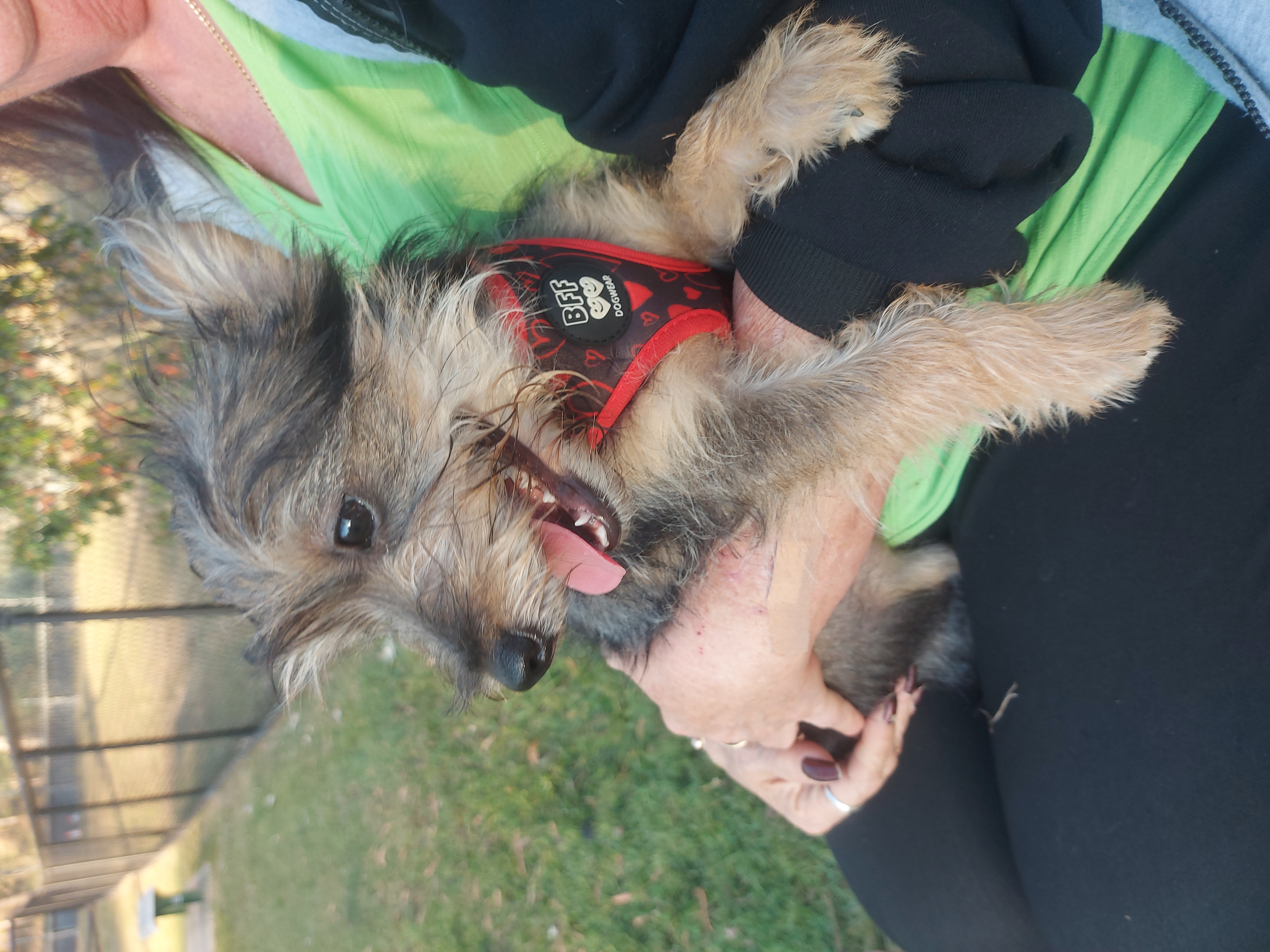 Chihuahua – Windsor