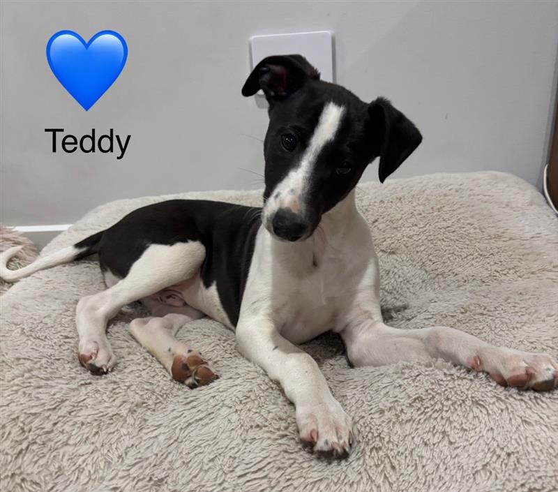 Whippet – Inverleigh