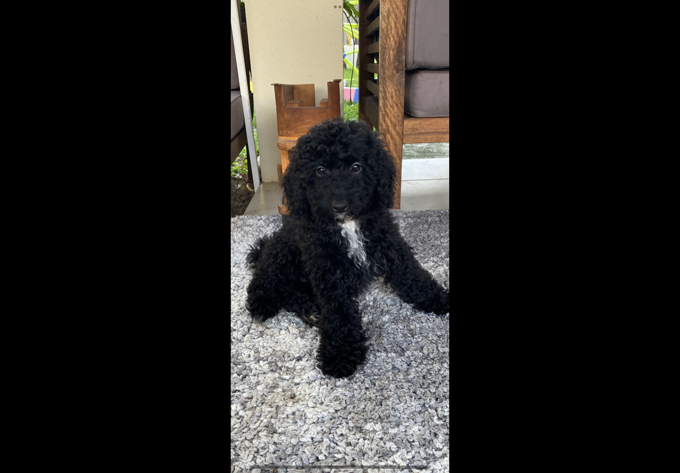 REDUCED Toy Poodle - North Lakes