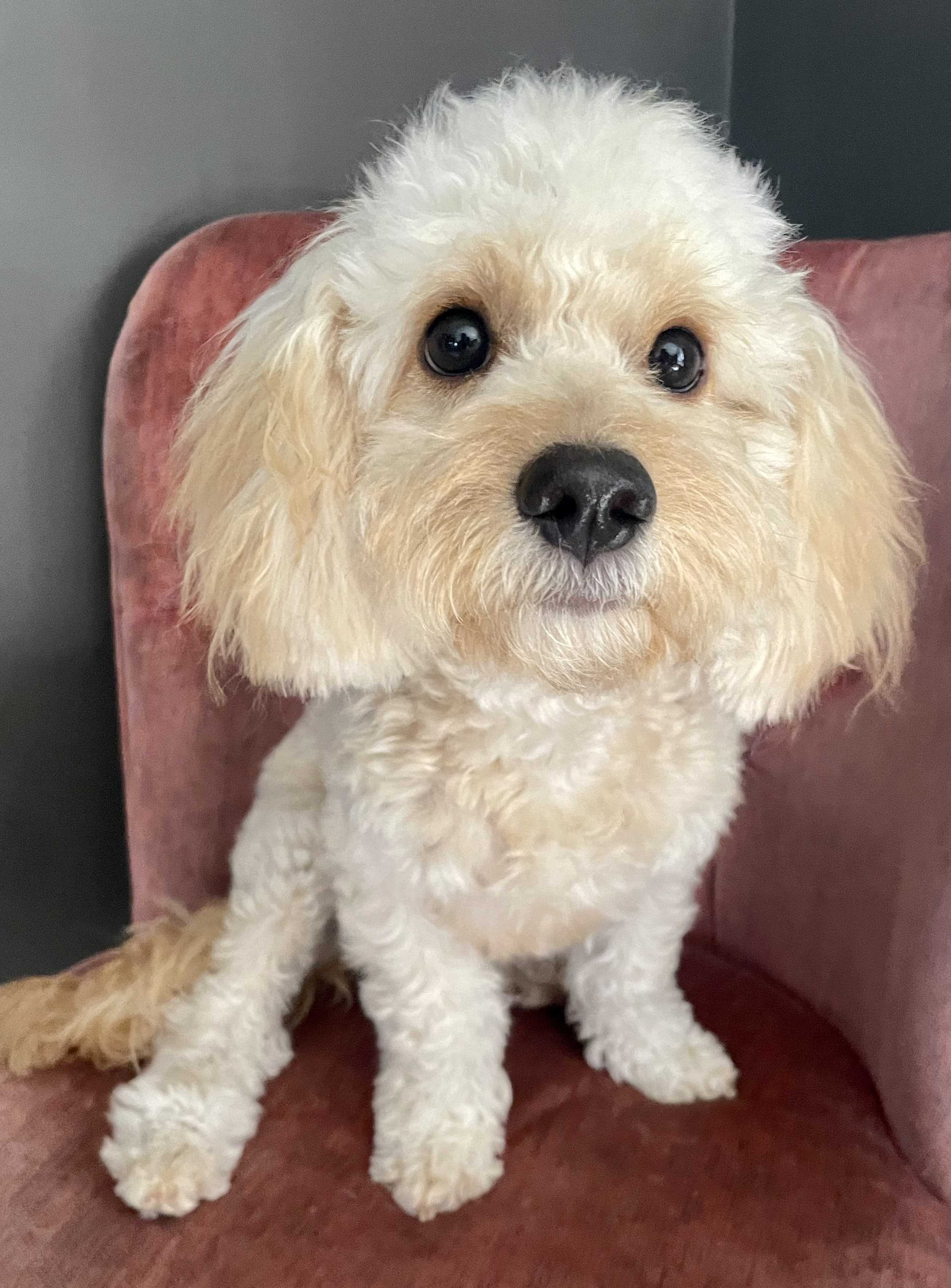 Toy Poodle – Shoal Point